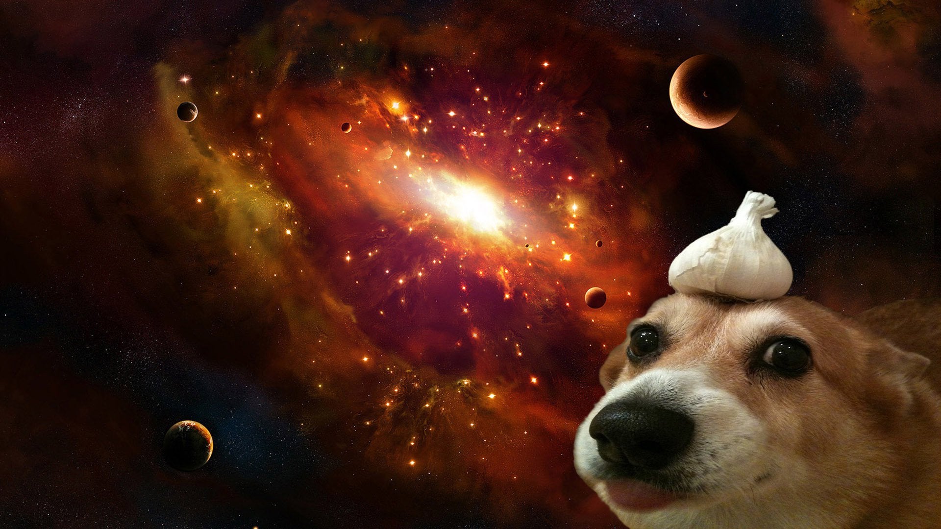 Dog With Garlic On Head In Space Wallpapers