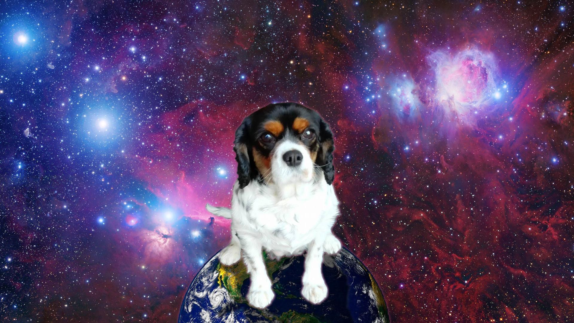 Dog With Garlic On Head In Space Wallpapers