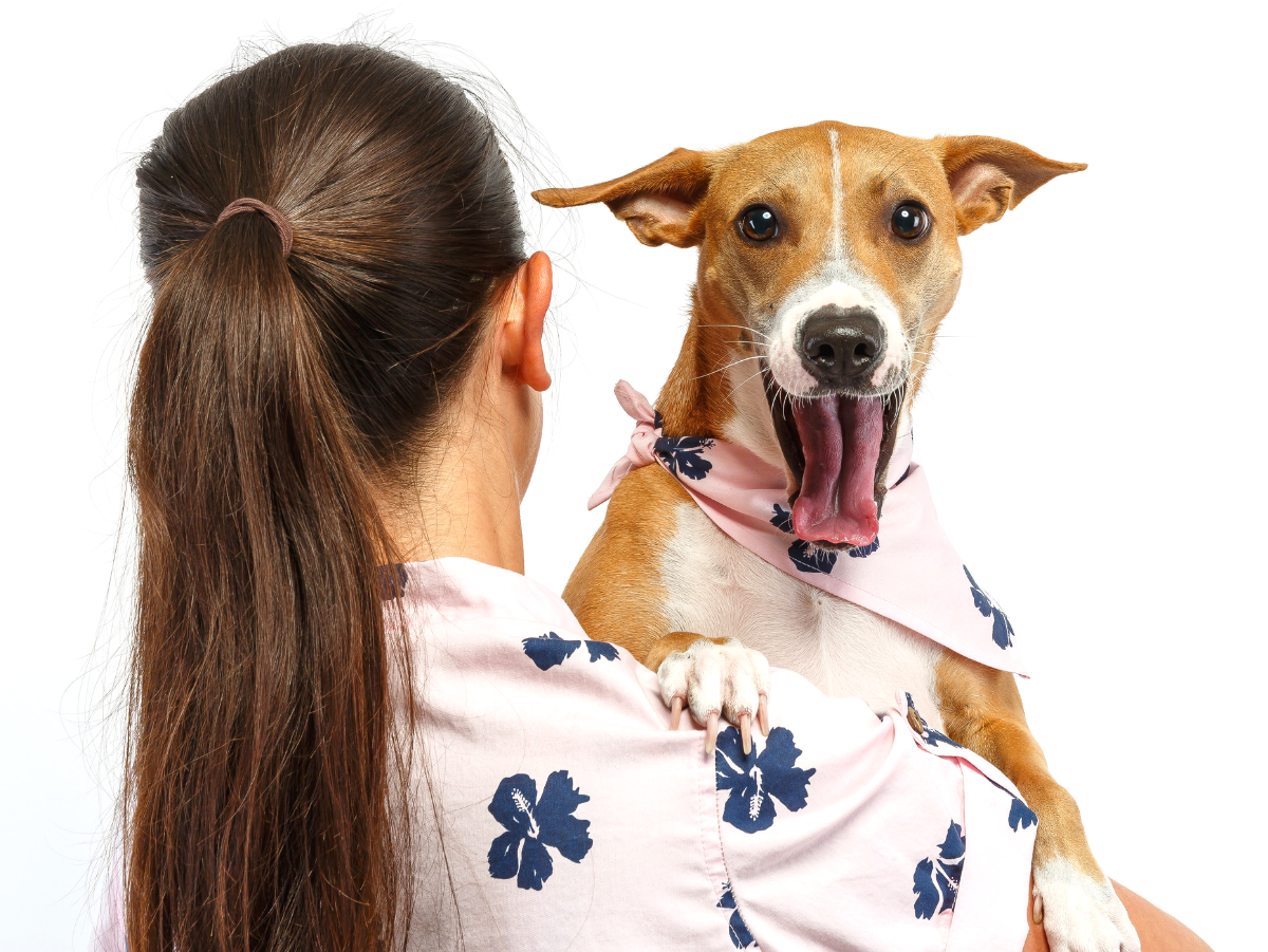 Dog With Garlic On Head In Space Wallpapers