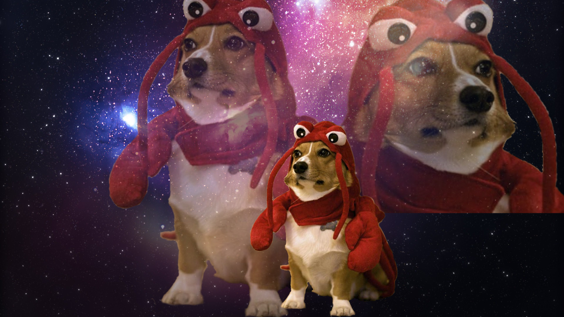 Dog With Garlic On Head In Space Wallpapers