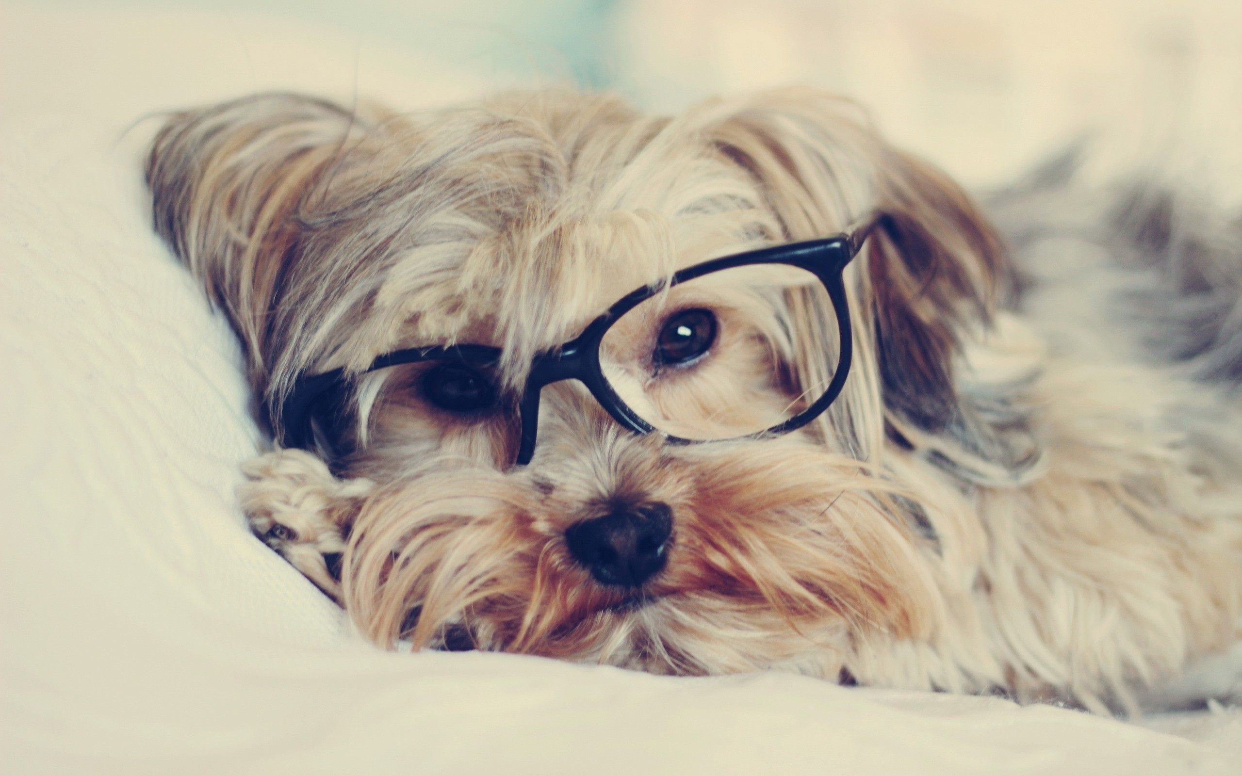 Dog With Sunglasses Wallpapers