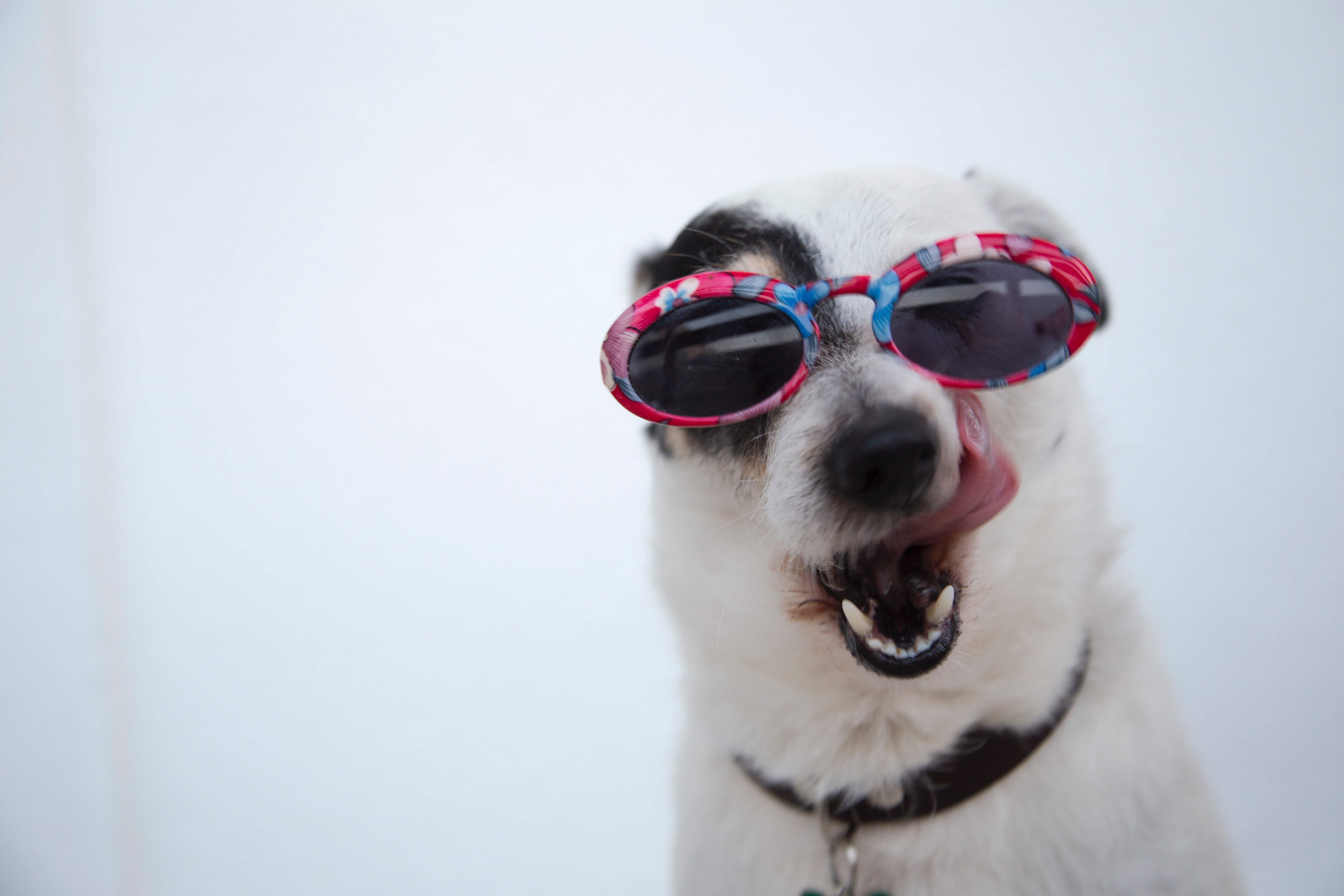 Dog With Sunglasses Wallpapers