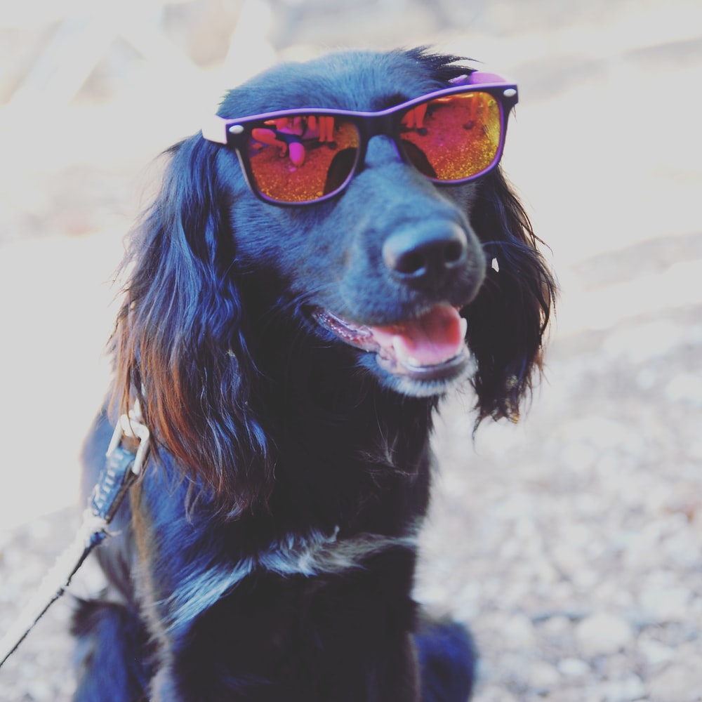 Dog With Sunglasses Wallpapers