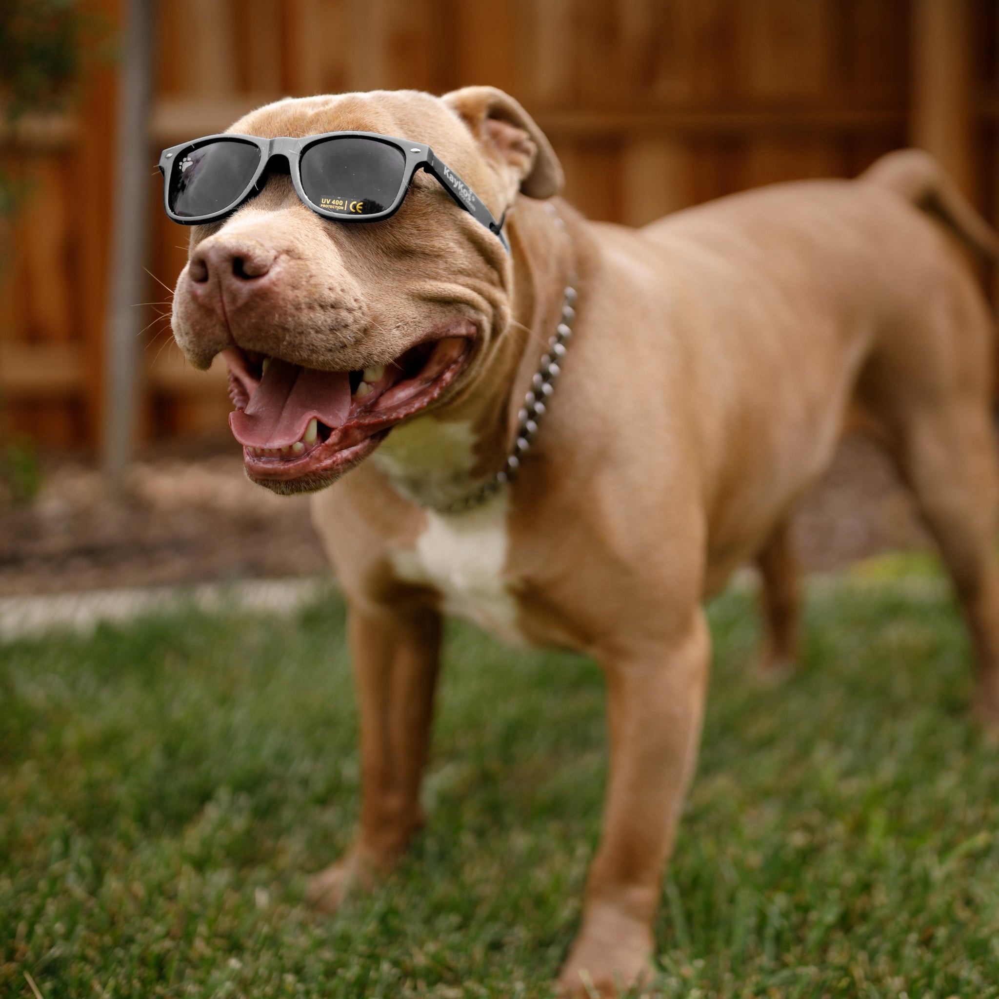 Dog With Sunglasses Wallpapers