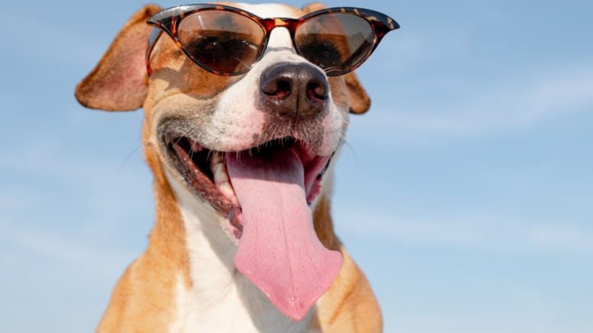 Dog With Sunglasses Wallpapers