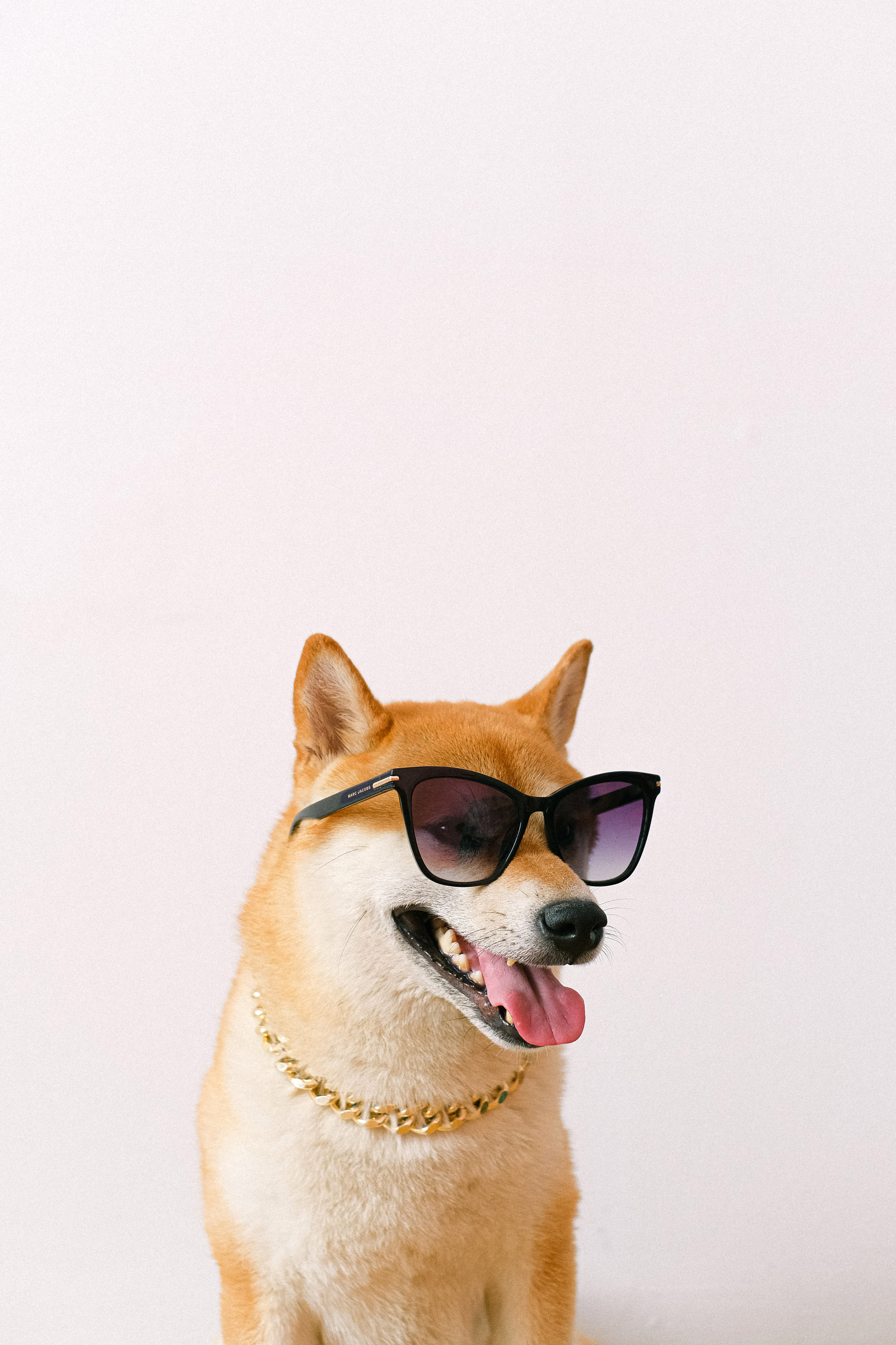 Dog With Sunglasses Wallpapers