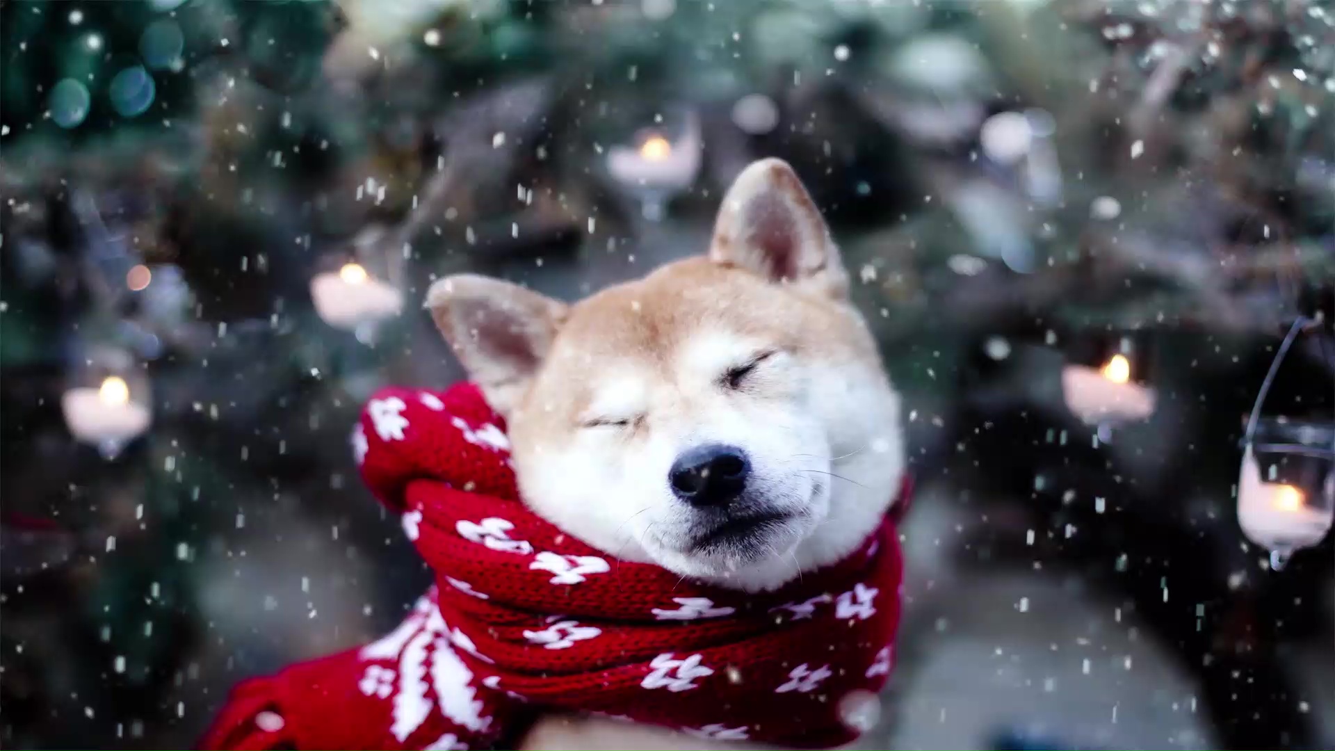 Doge Live Wallpapers