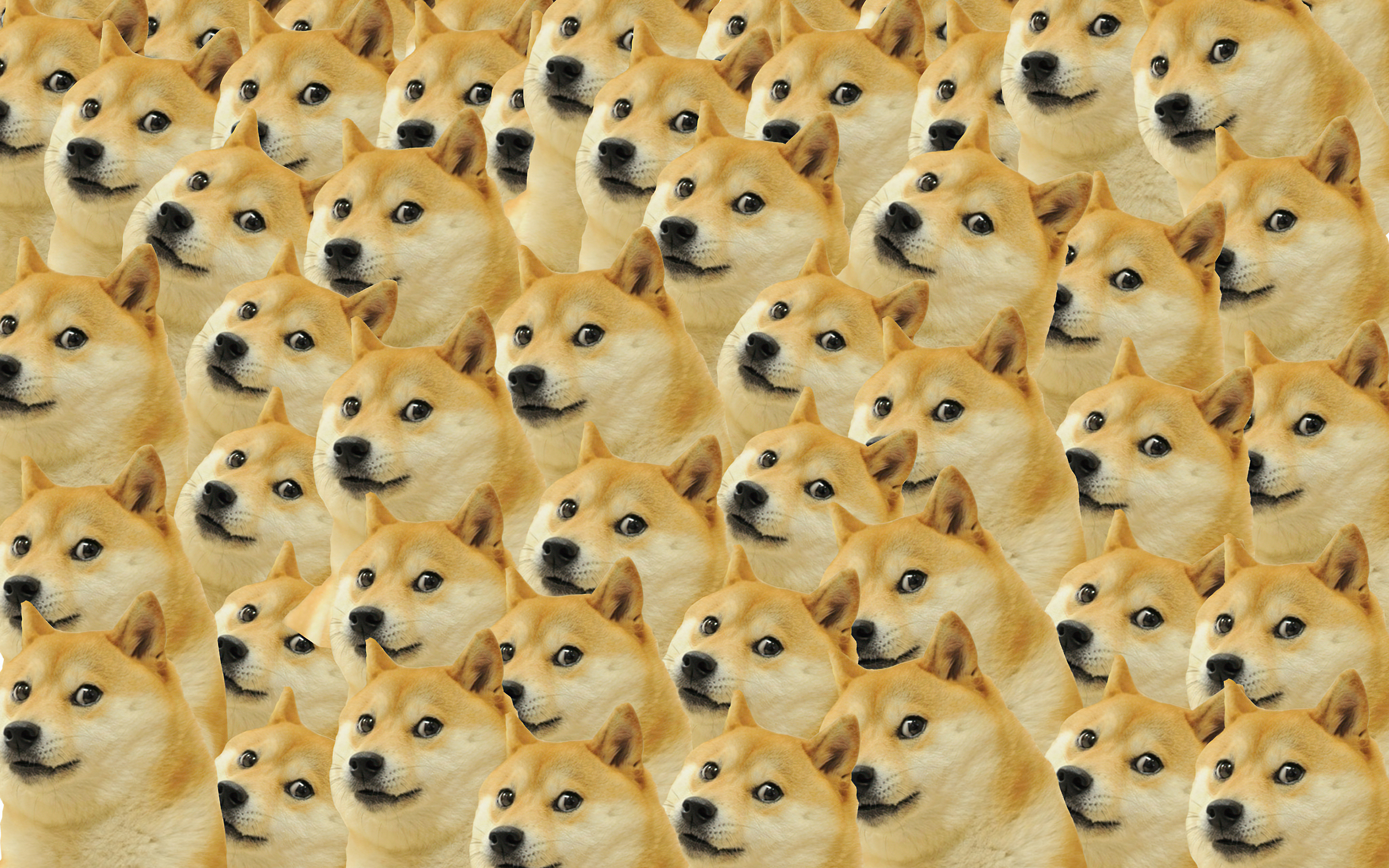 Doge Wallpapers