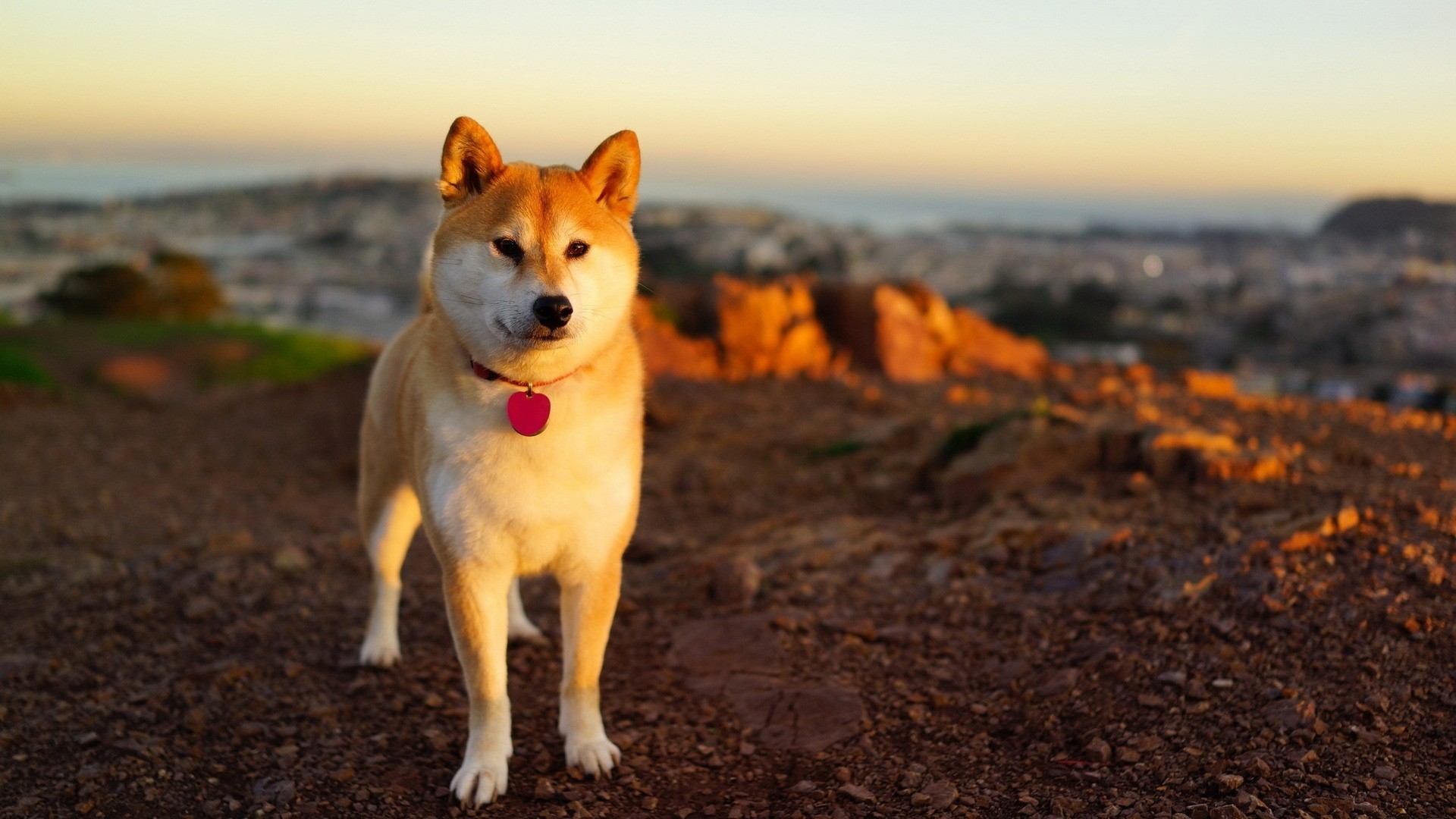 Doge Wallpapers