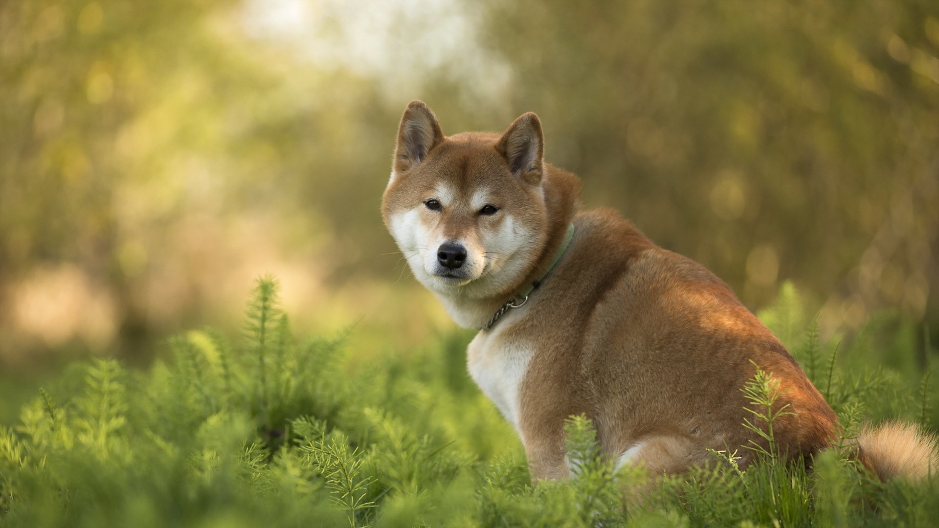 Doge Wallpapers