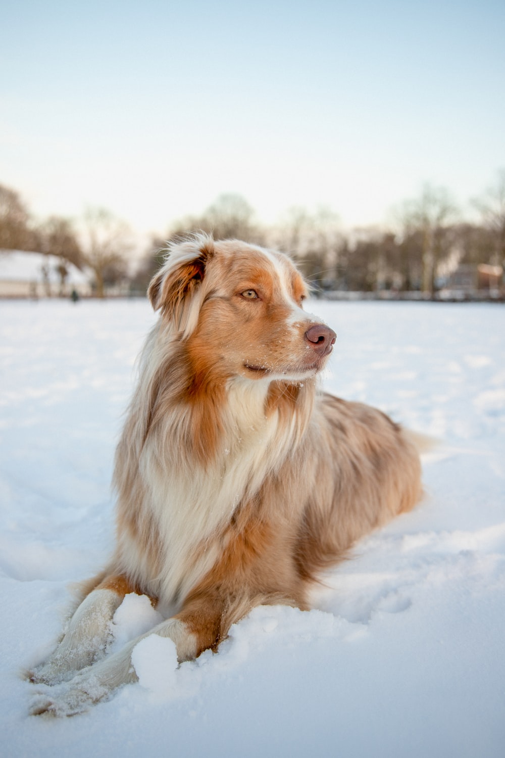 Dogs In Snow Wallpapers