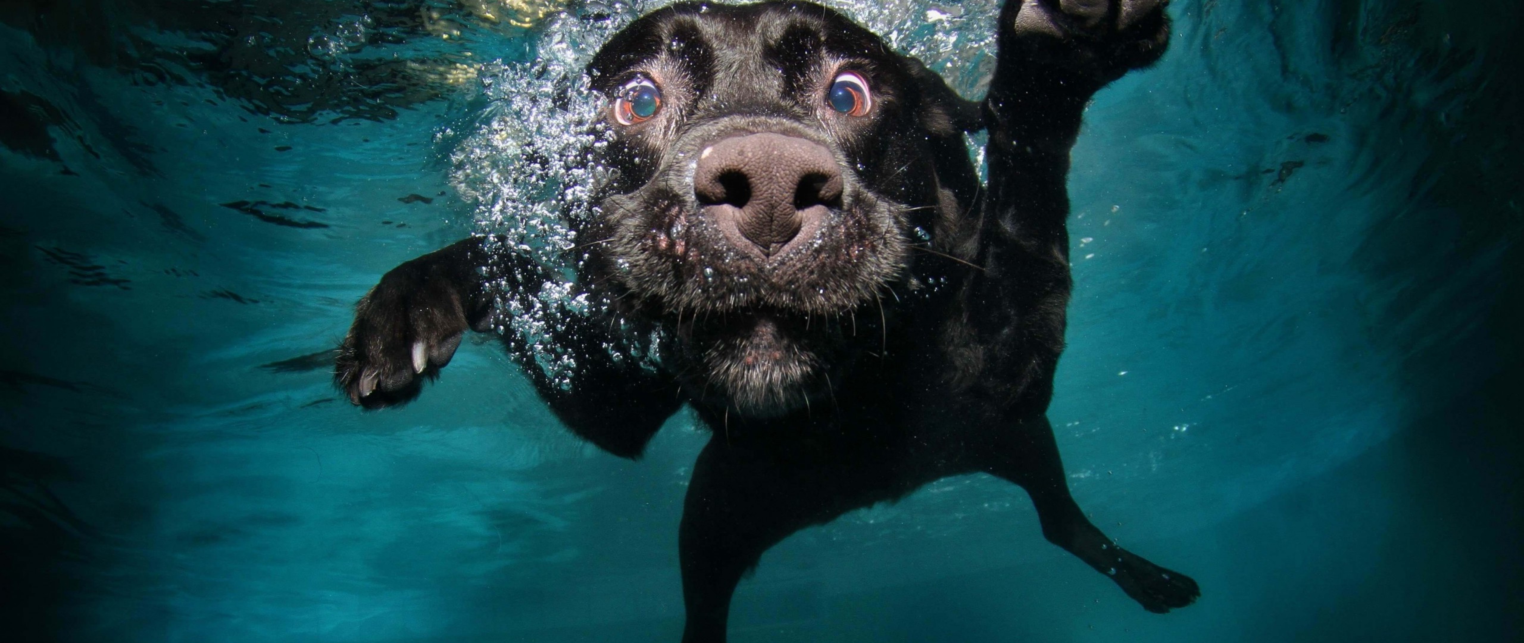 Dogs Underwater Wallpapers