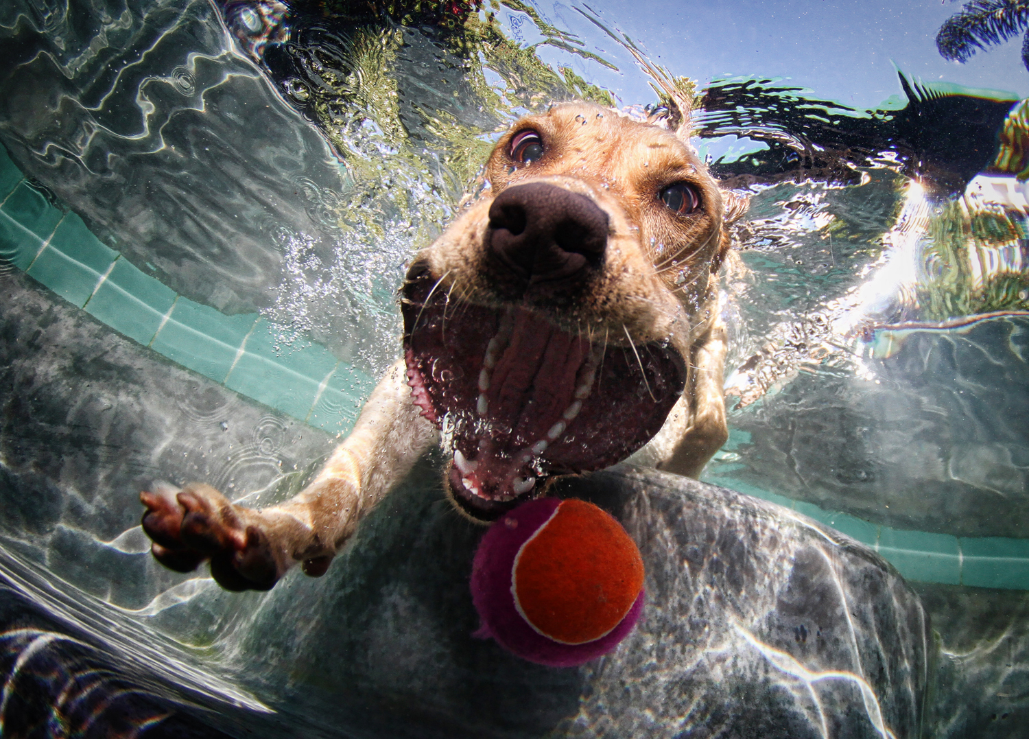 Dogs Underwater Wallpapers