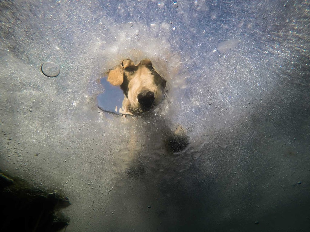 Dogs Underwater Wallpapers