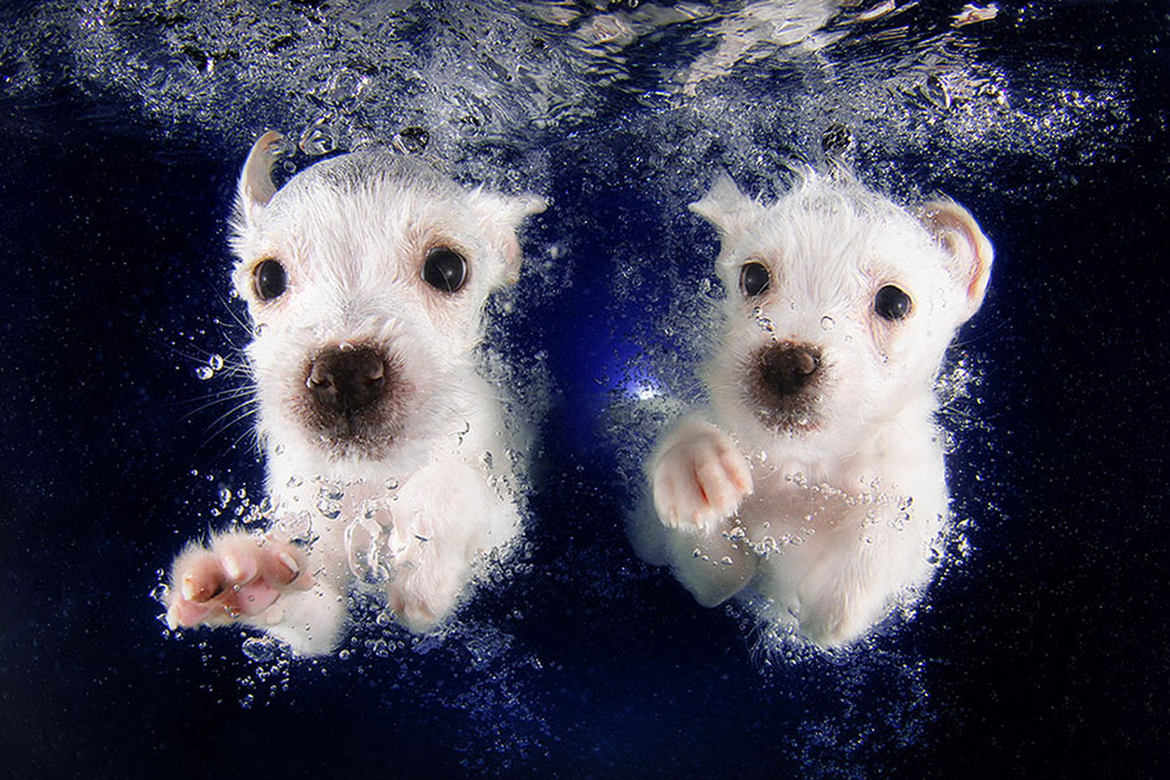 Dogs Underwater Wallpapers