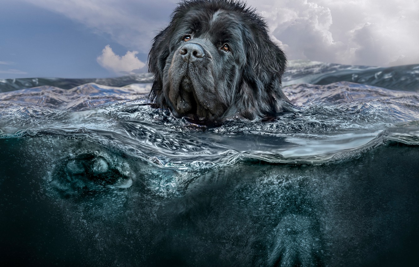 Dogs Underwater Wallpapers