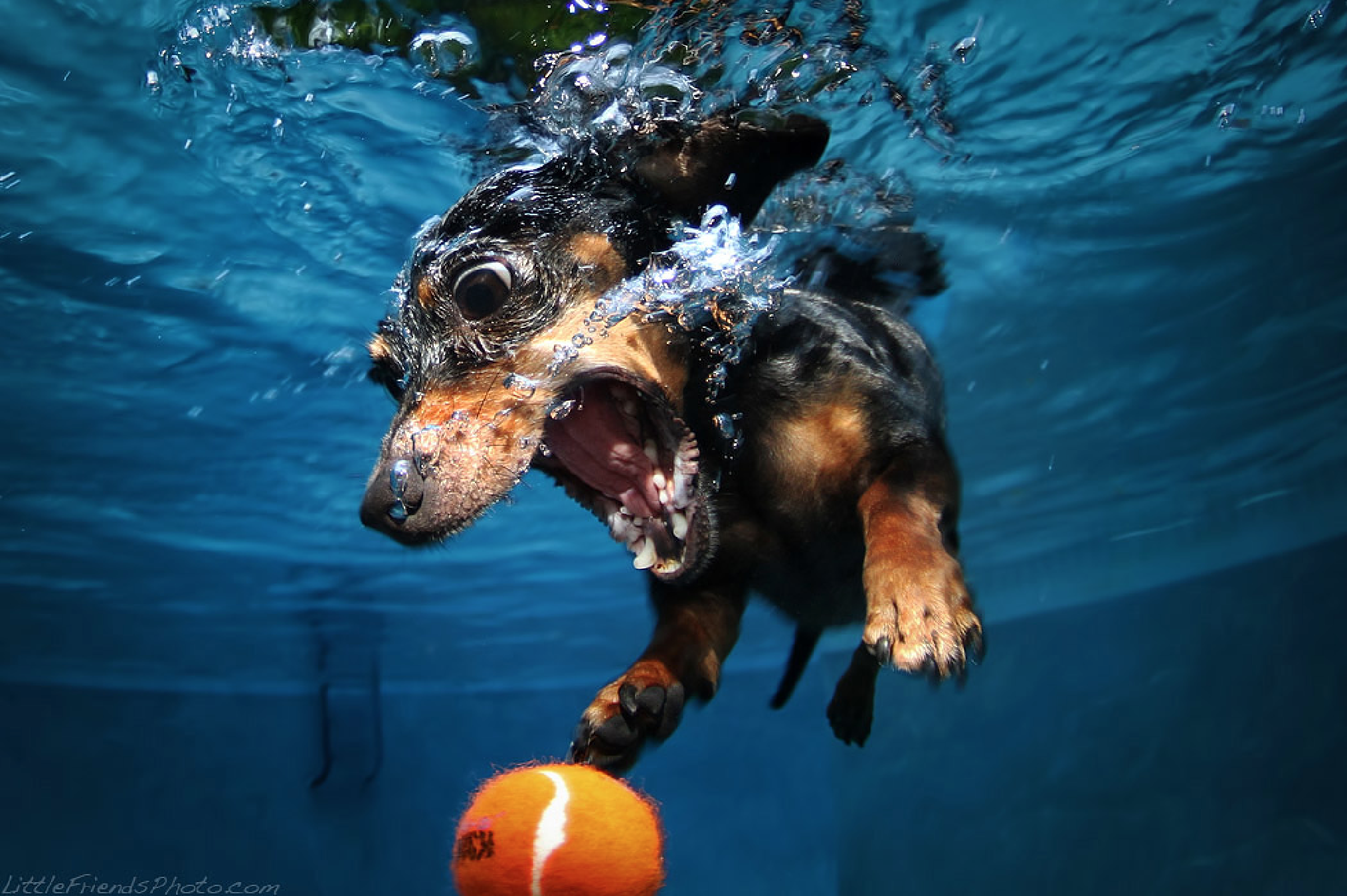 Dogs Underwater Wallpapers