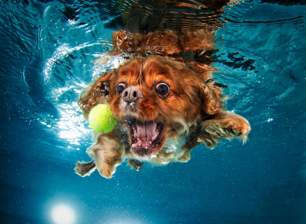 Dogs Underwater Wallpapers