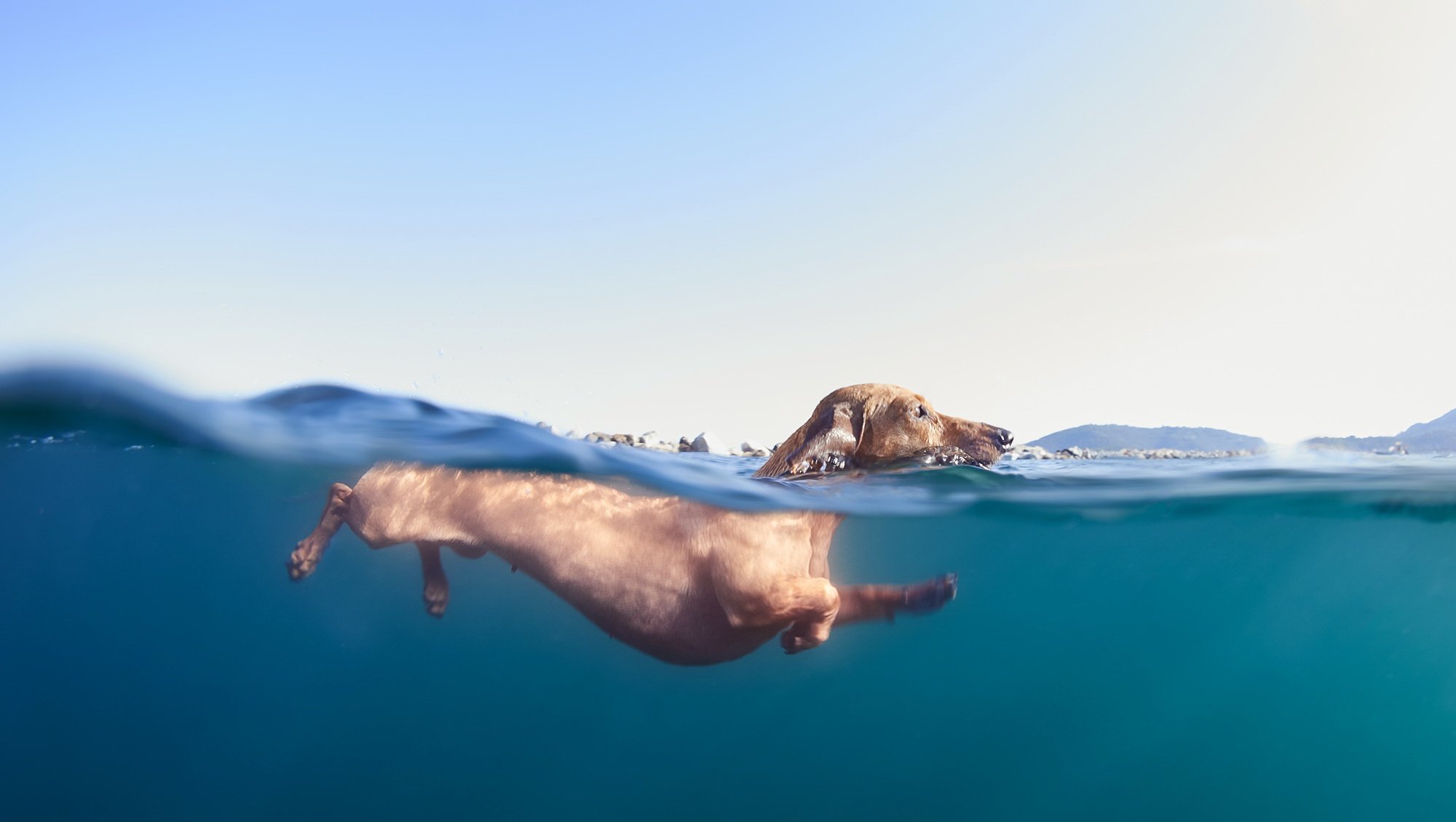 Dogs Underwater Wallpapers