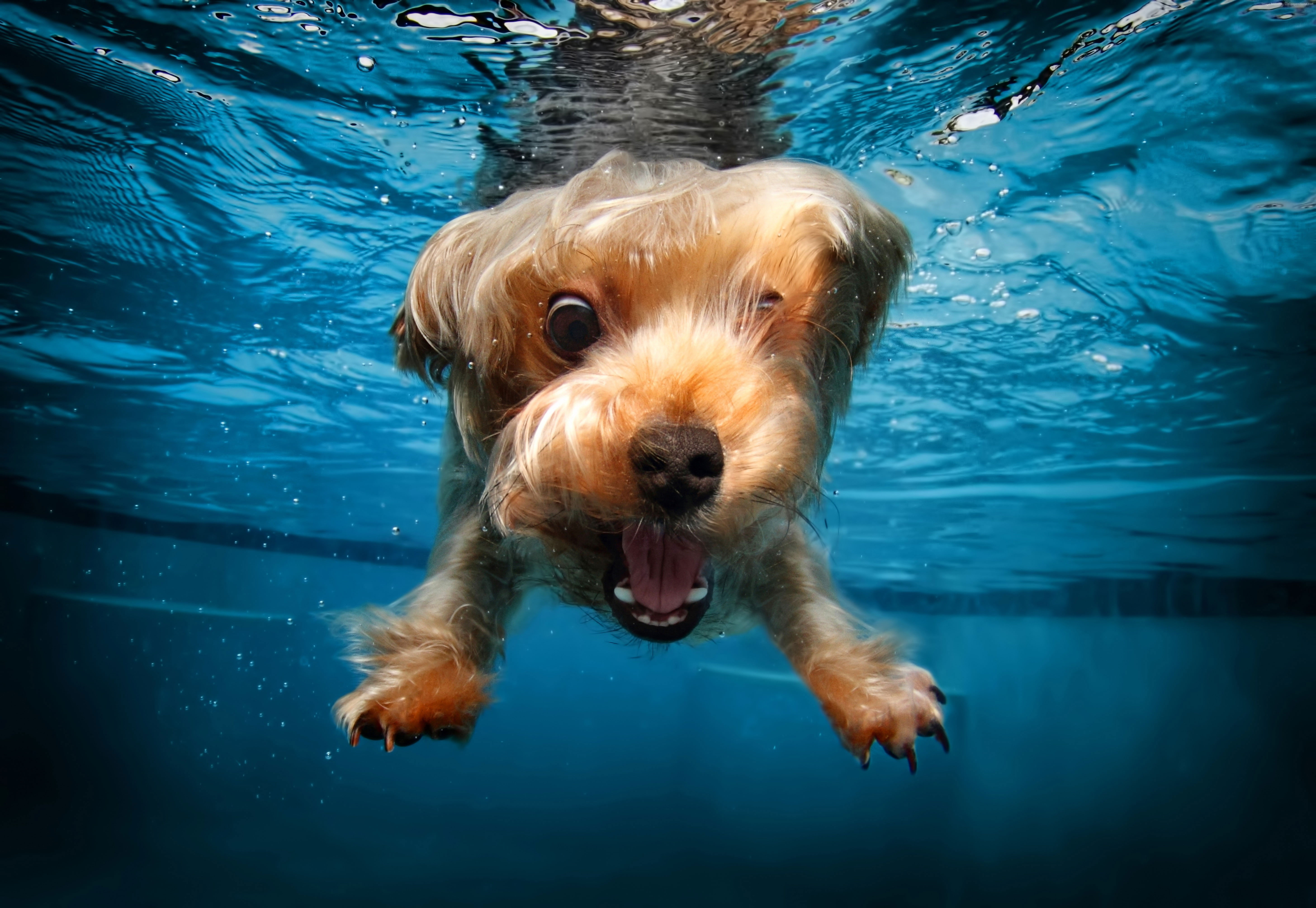 Dogs Underwater Wallpapers