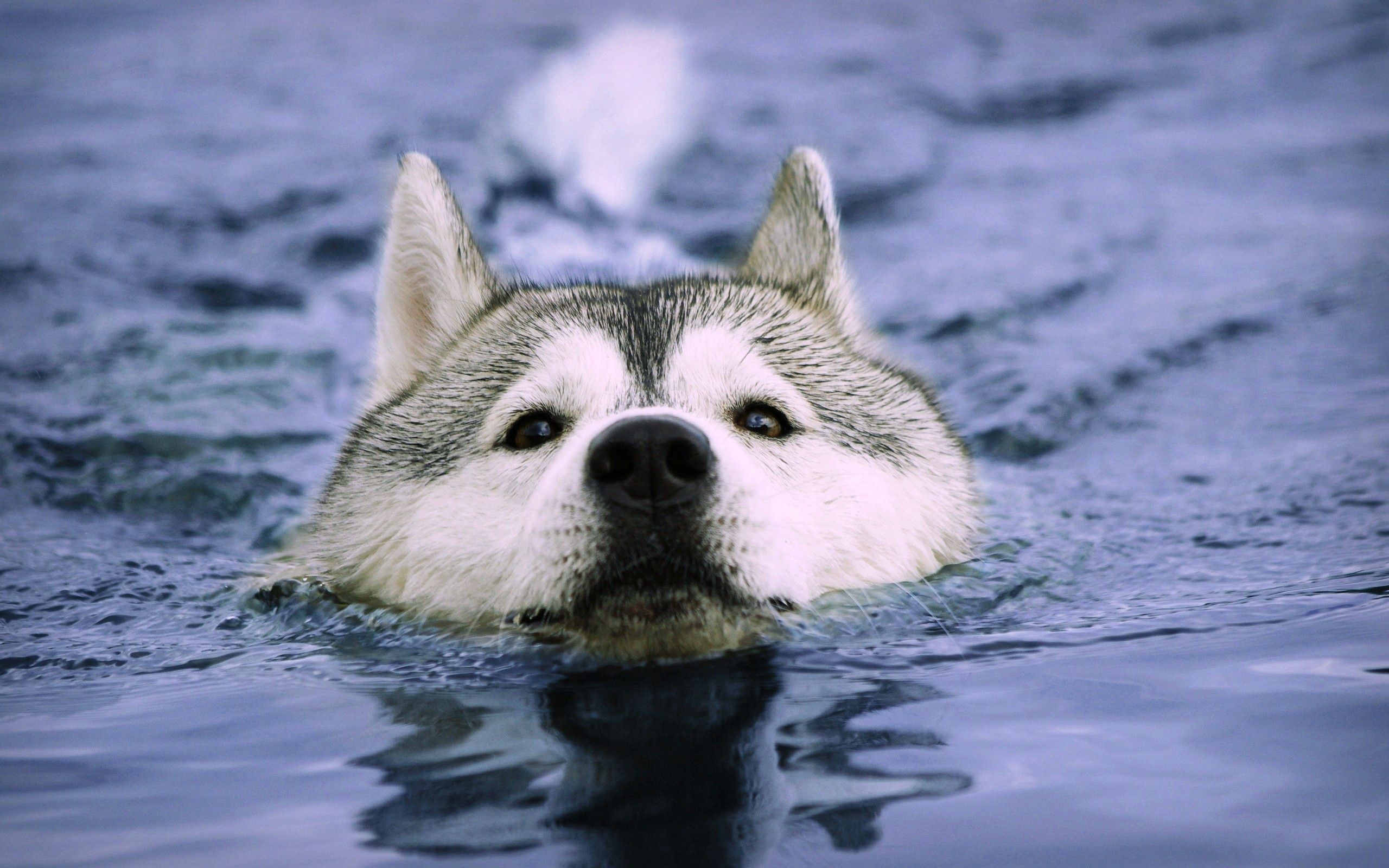 Dogs Underwater Wallpapers