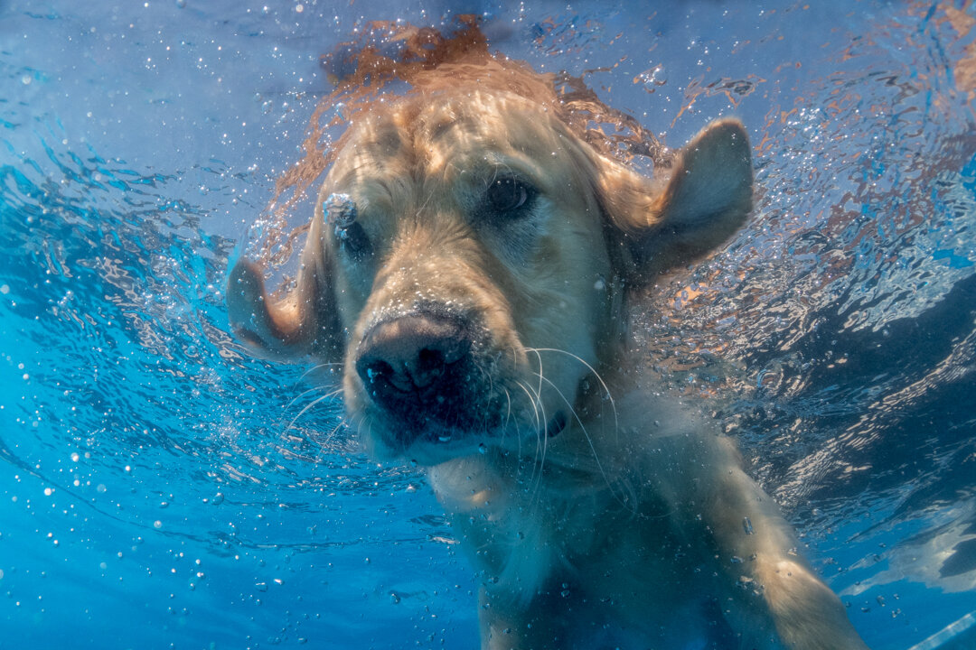 Dogs Underwater Wallpapers