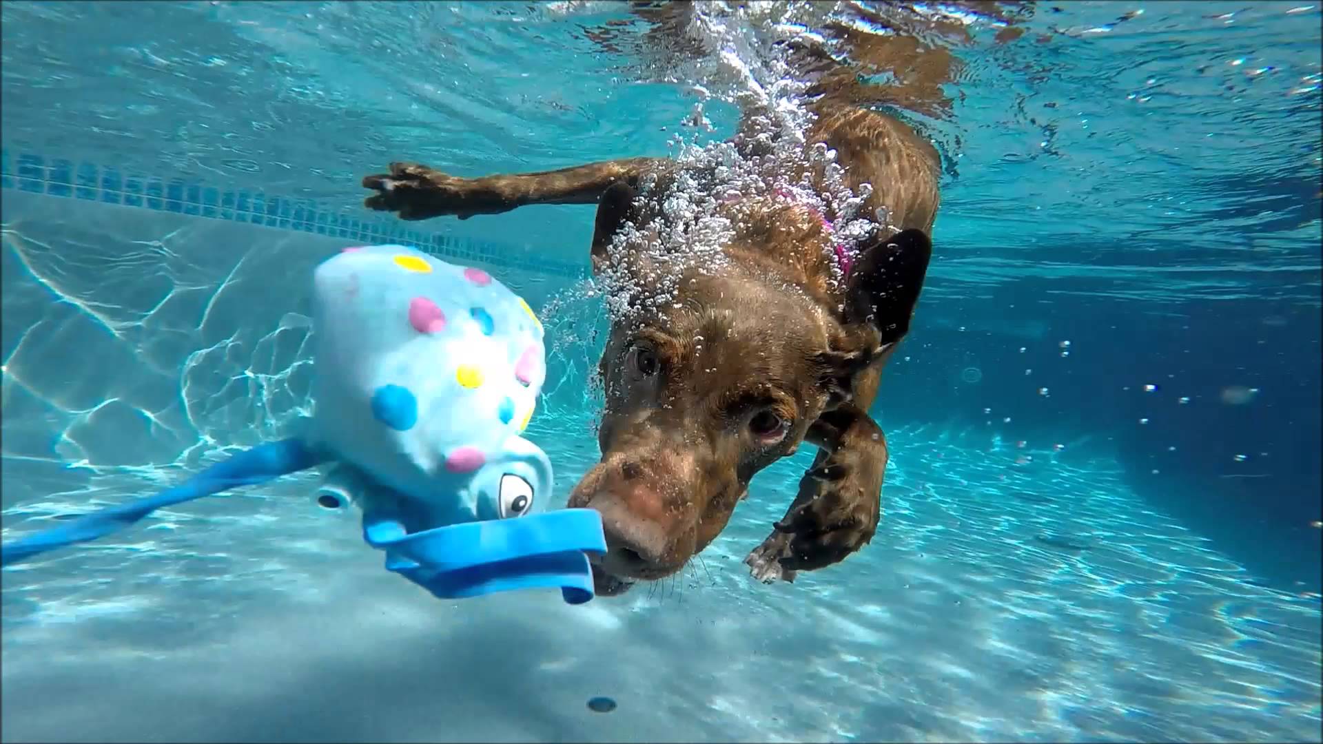 Dogs Underwater Wallpapers