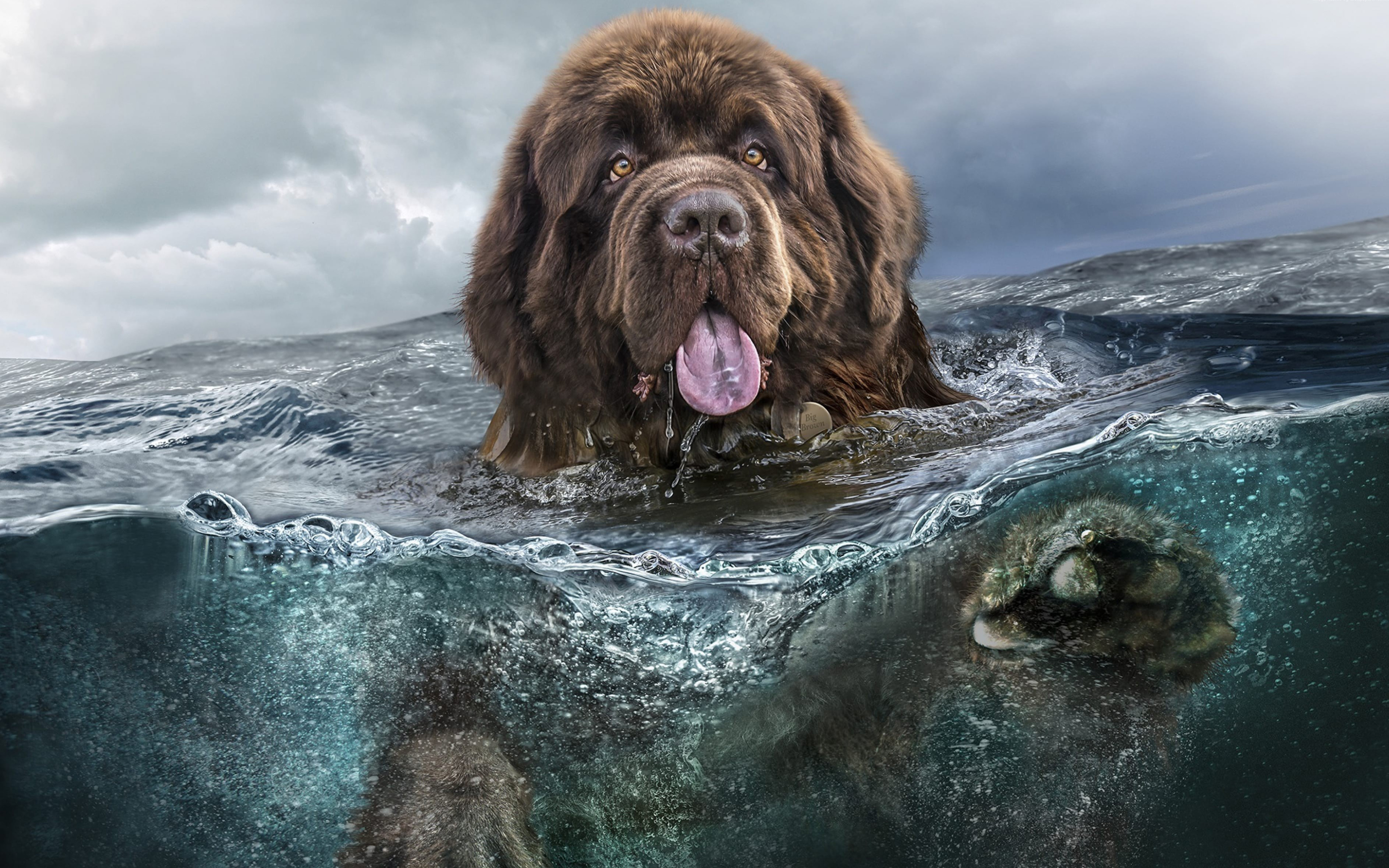 Dogs Underwater Wallpapers