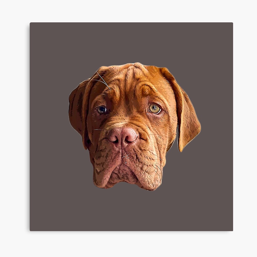 Dogue De Bordeaux Wallpapers