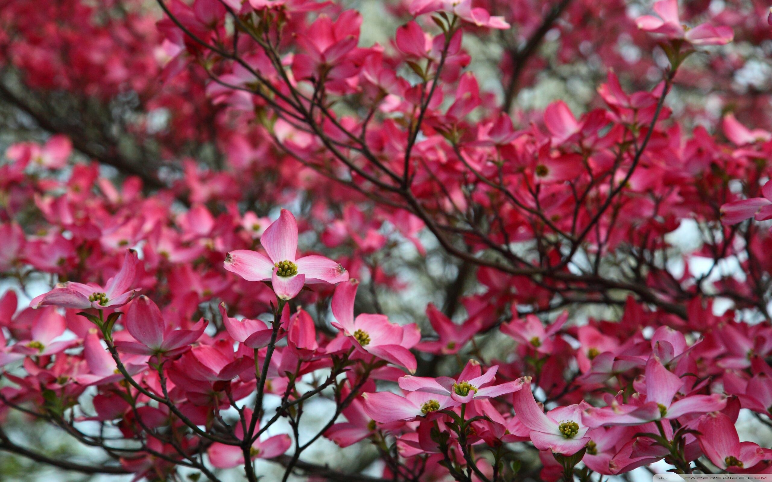 Dogwood Tree Wallpapers