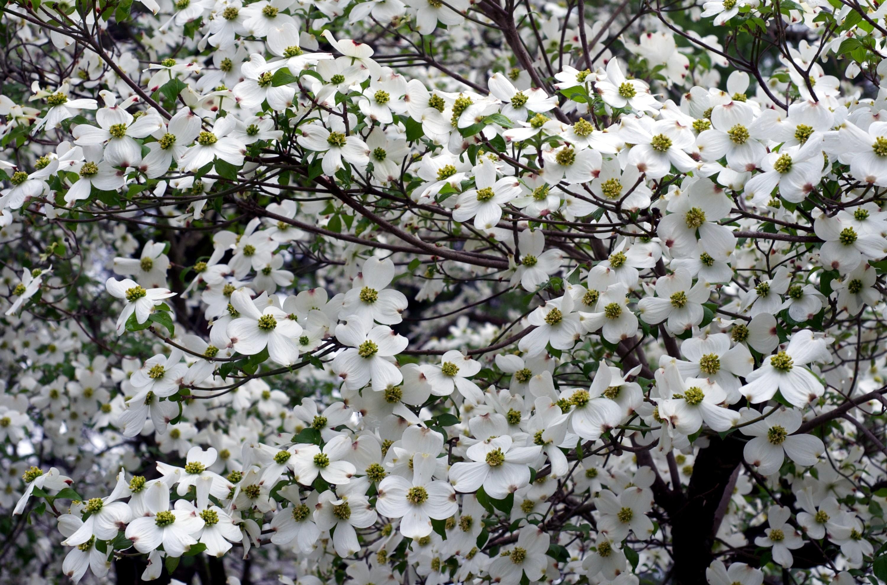 Dogwood Tree Wallpapers