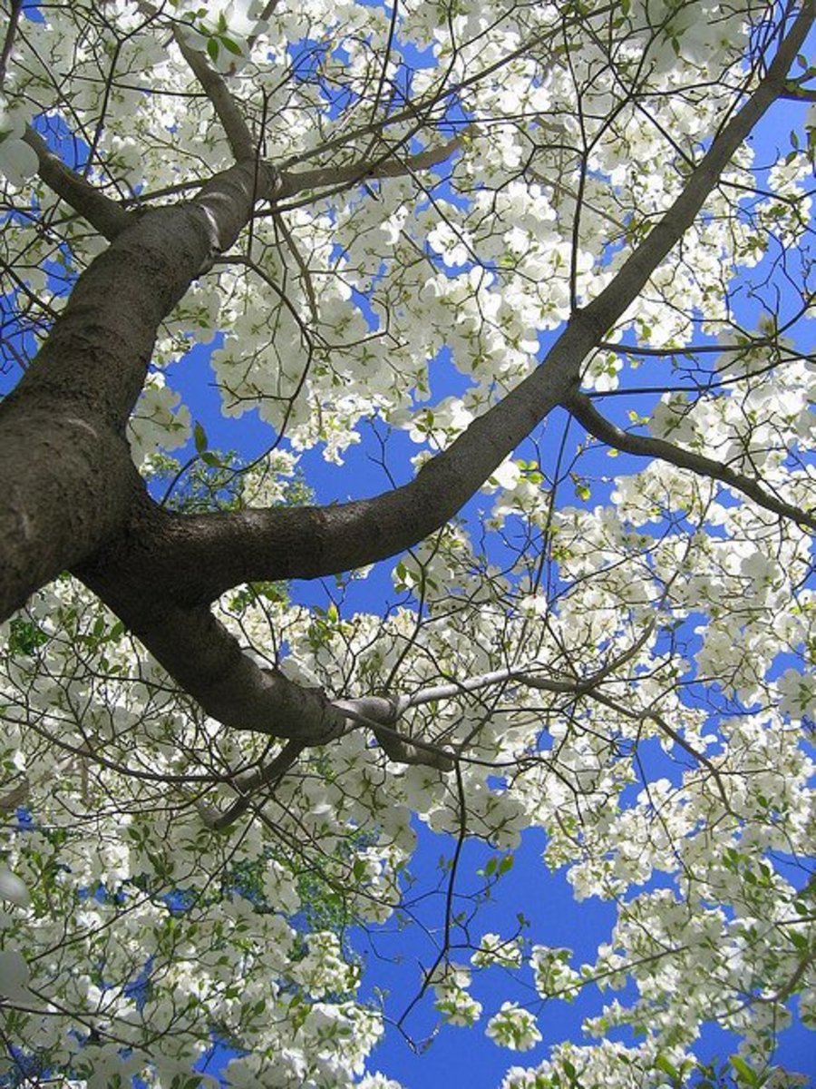 Dogwood Tree Wallpapers