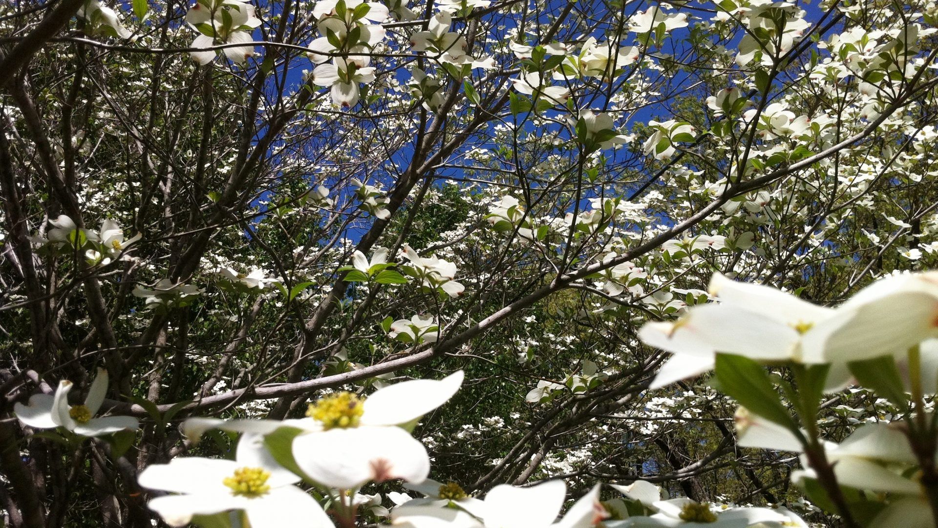 Dogwood Tree Wallpapers