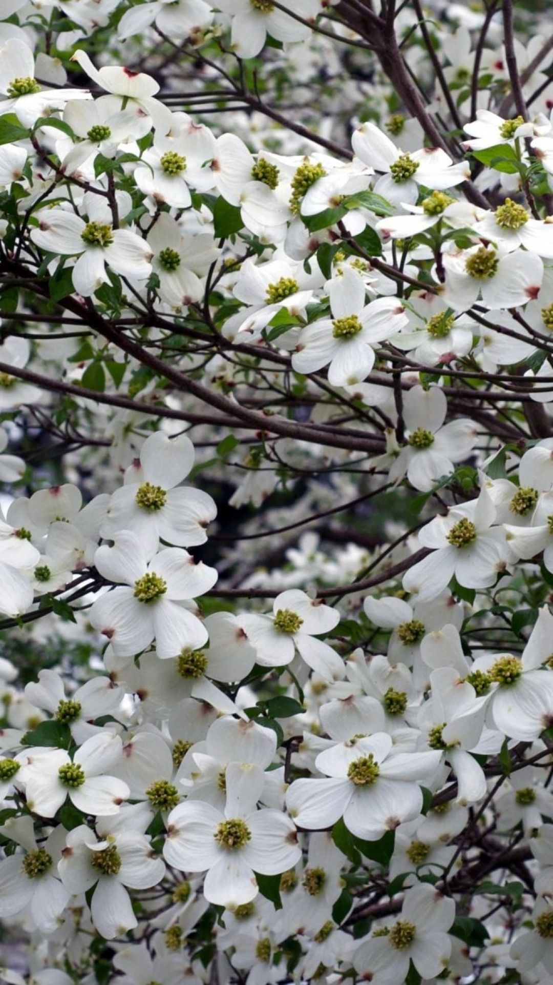 Dogwood Tree Wallpapers