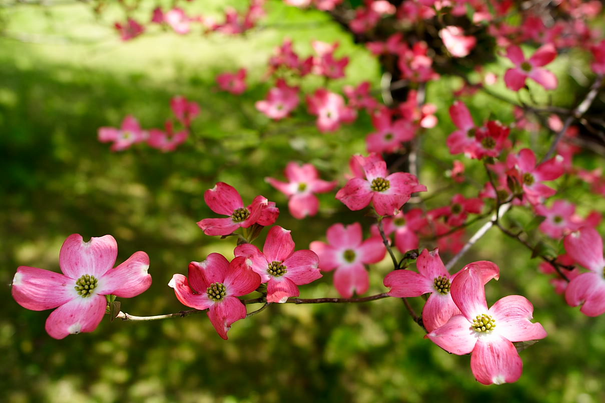 Dogwood Tree Wallpapers