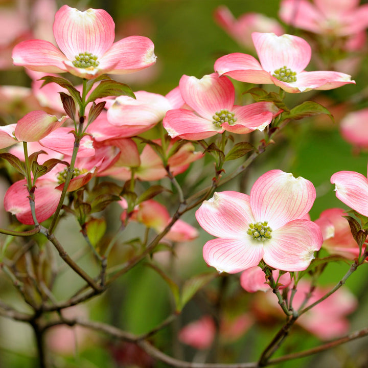 Dogwood Tree Wallpapers