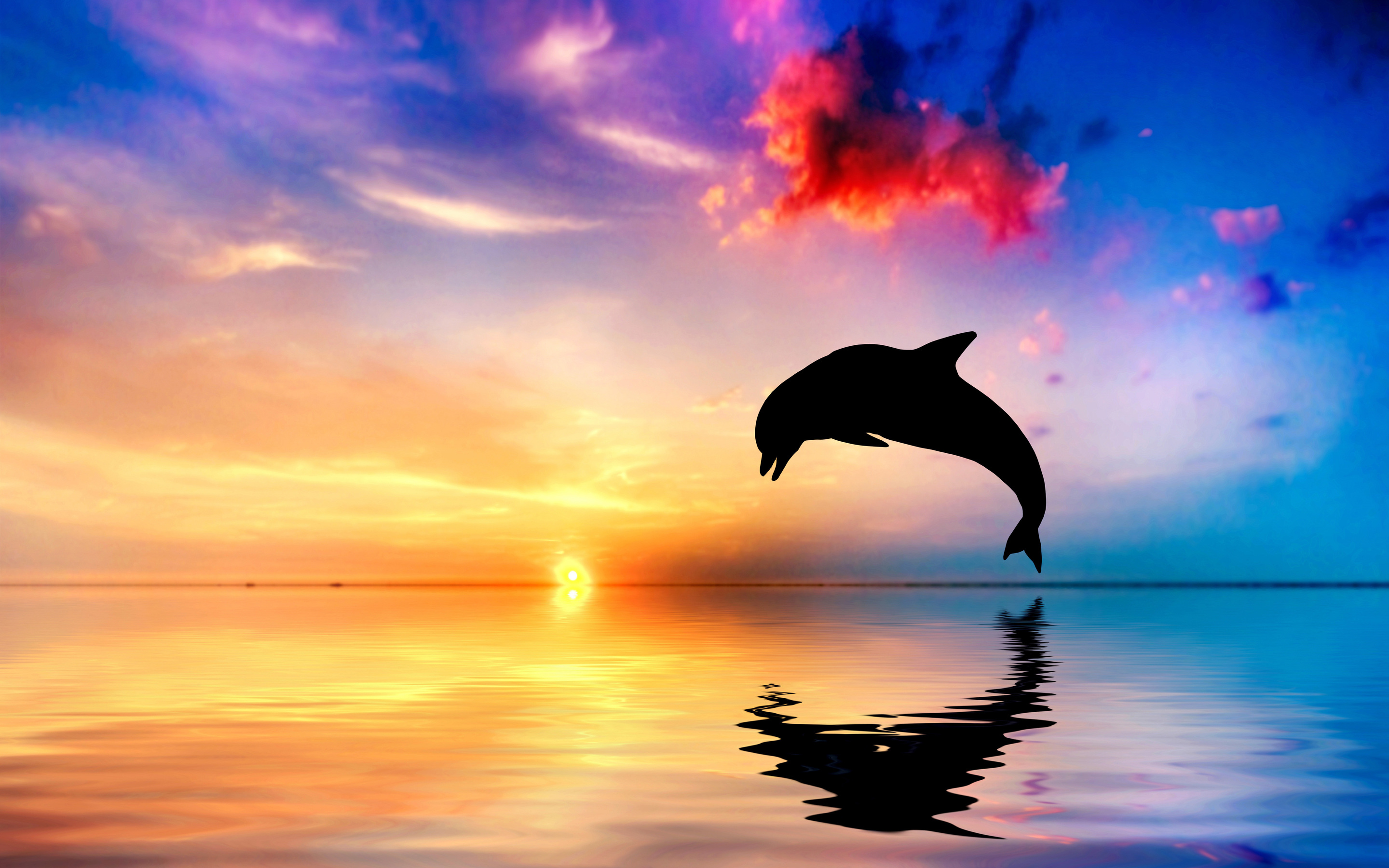 Dolphin 4K Wallpapers