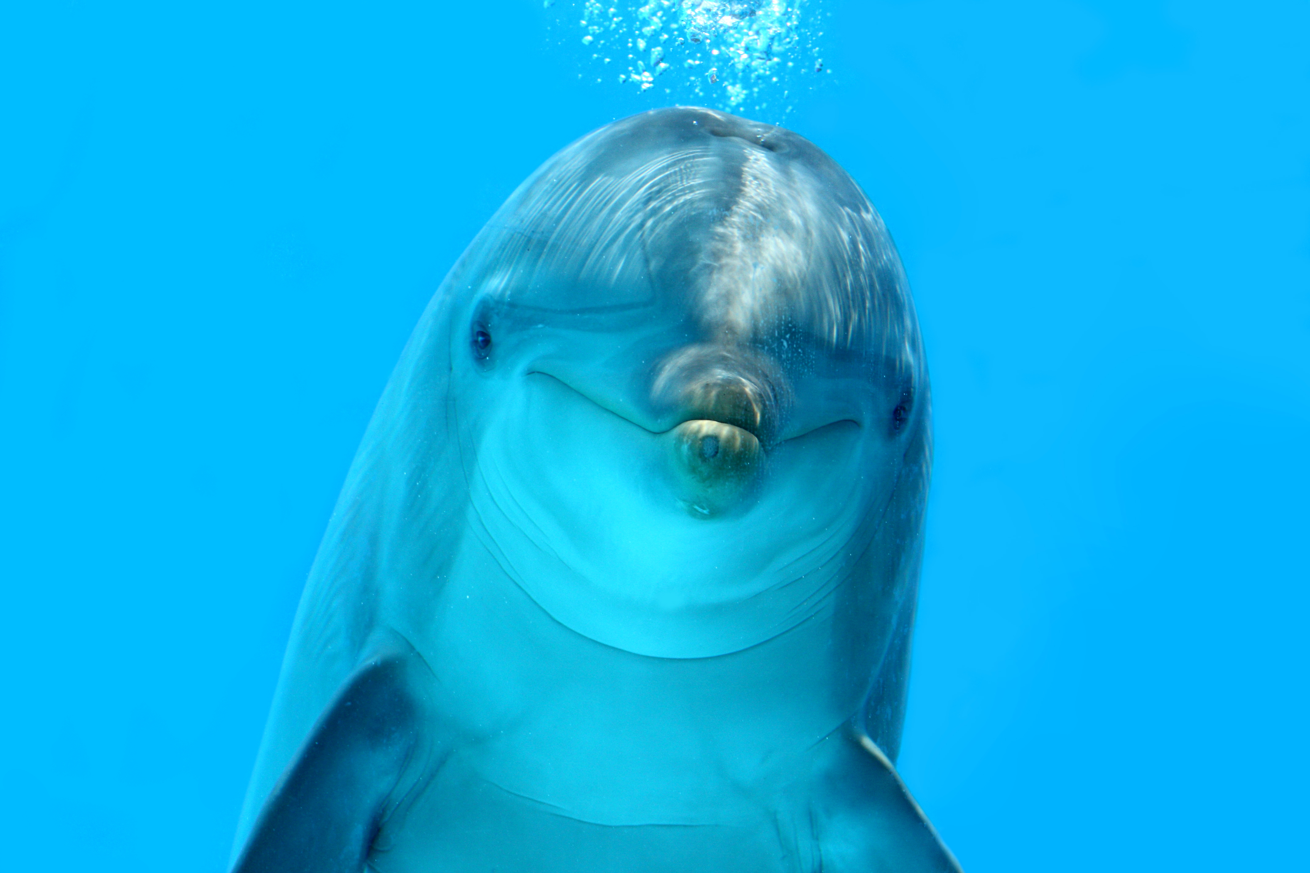 Dolphin 4K Wallpapers