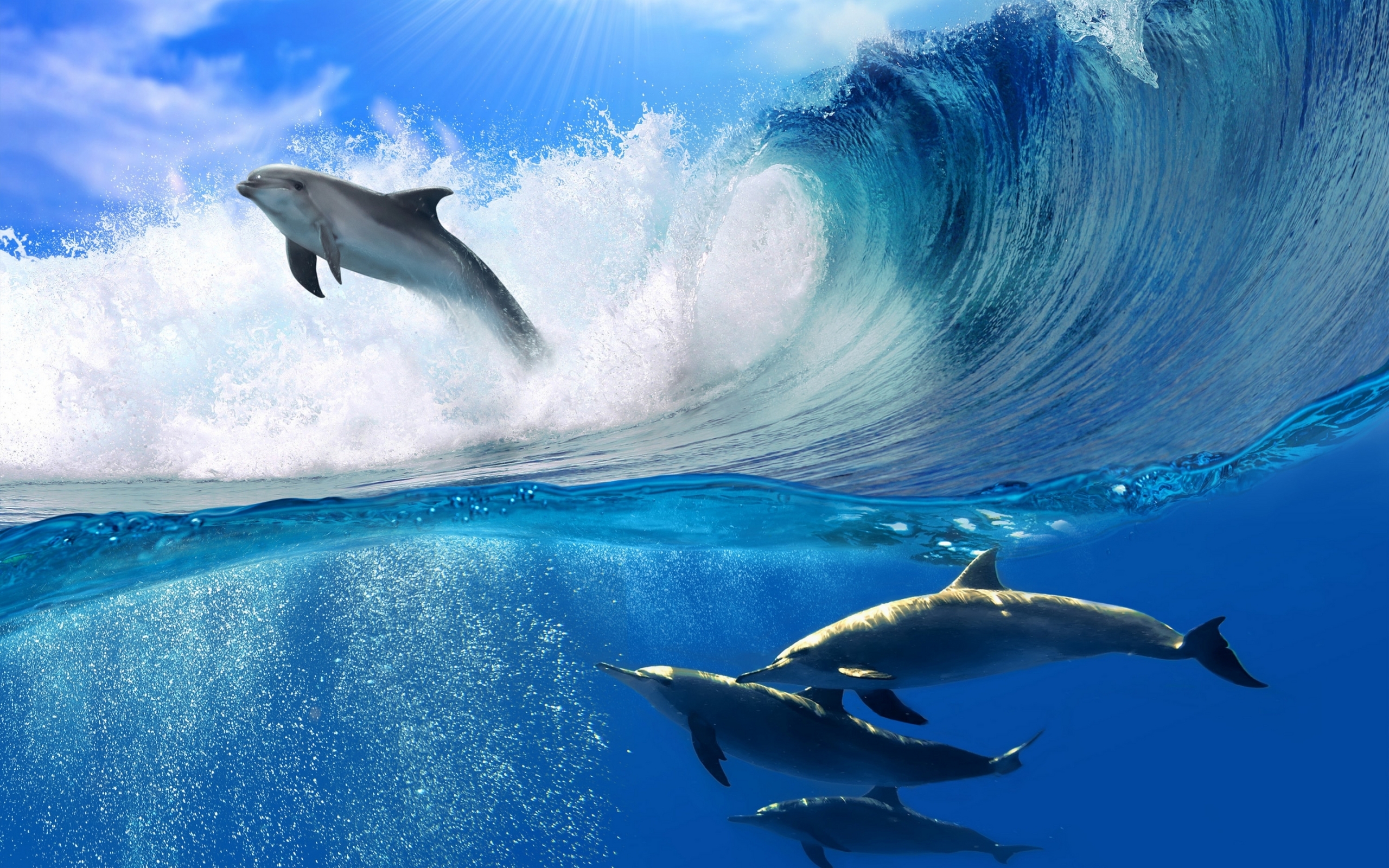 Dolphin Back Grounds Wallpapers