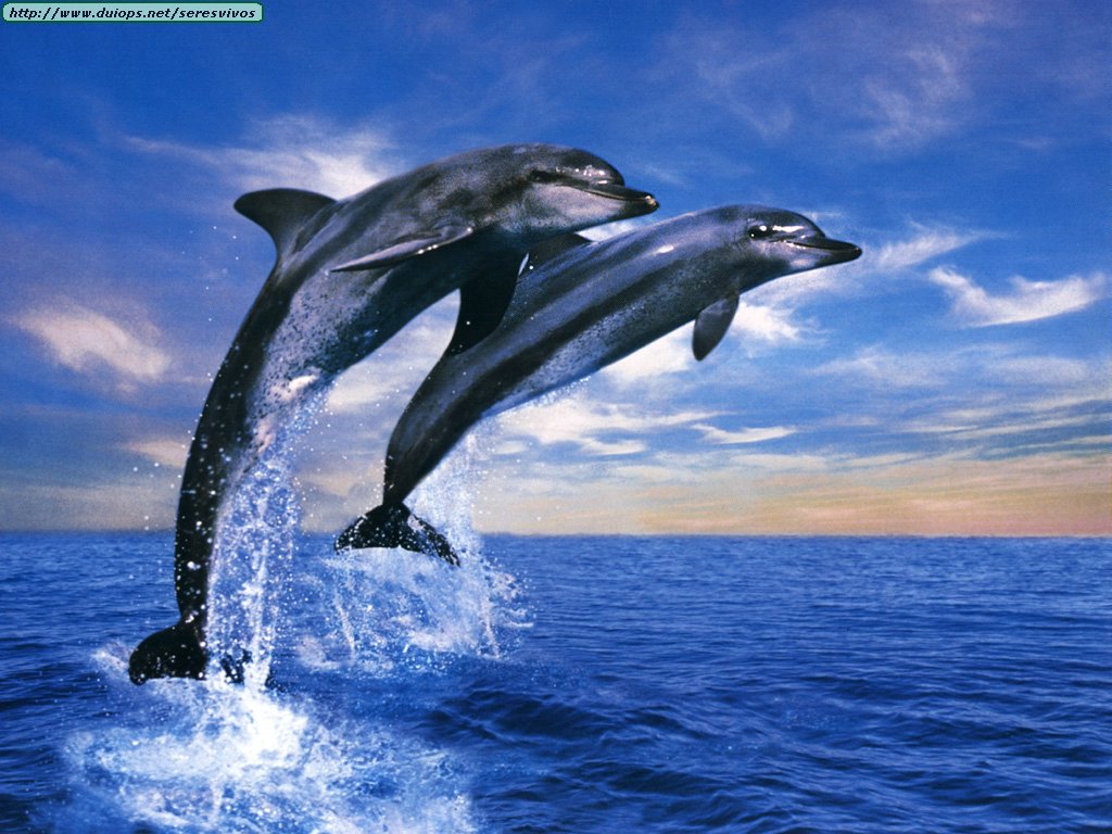 Dolphin Desktop Wallpapers