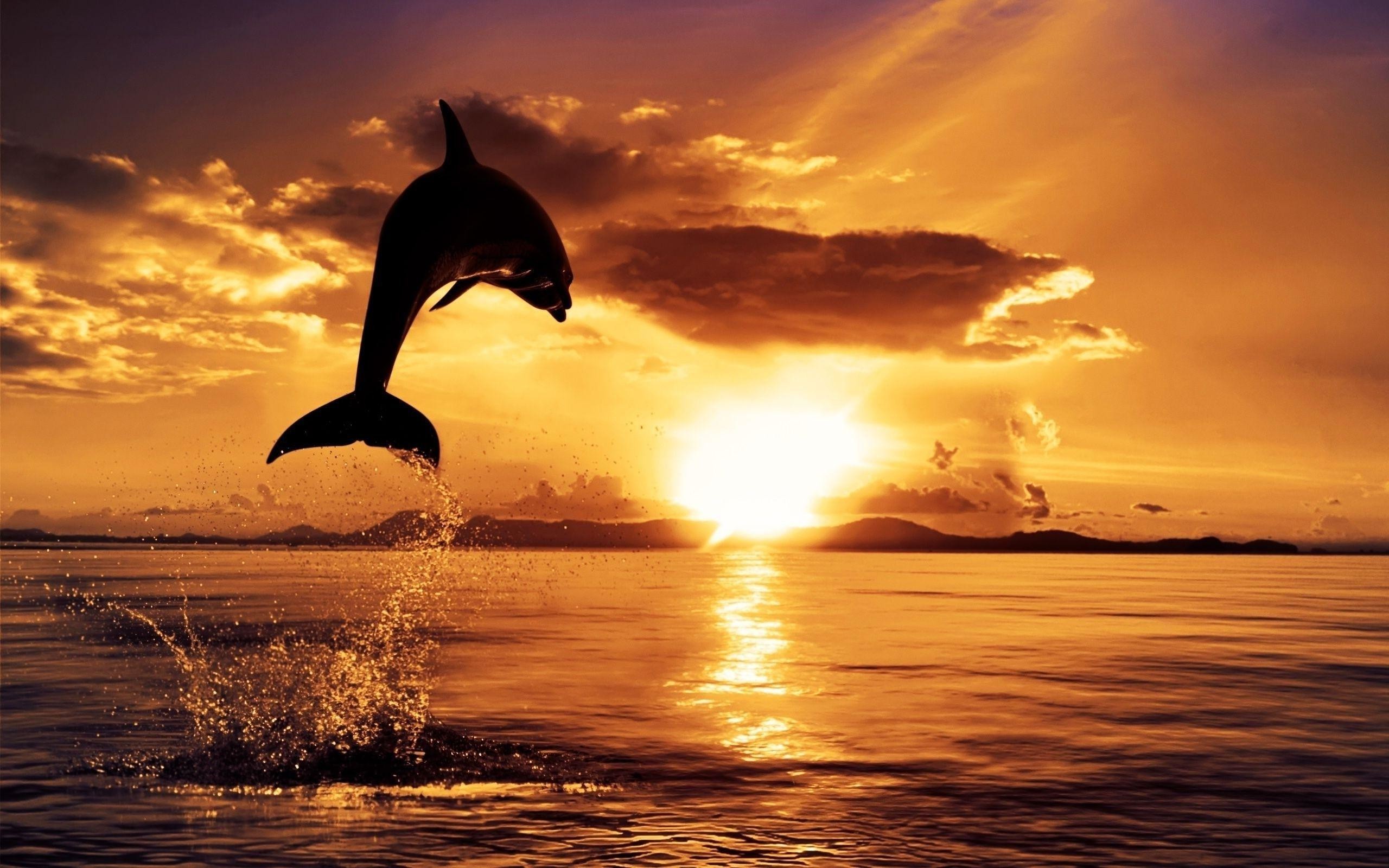 Dolphin Desktop Wallpapers