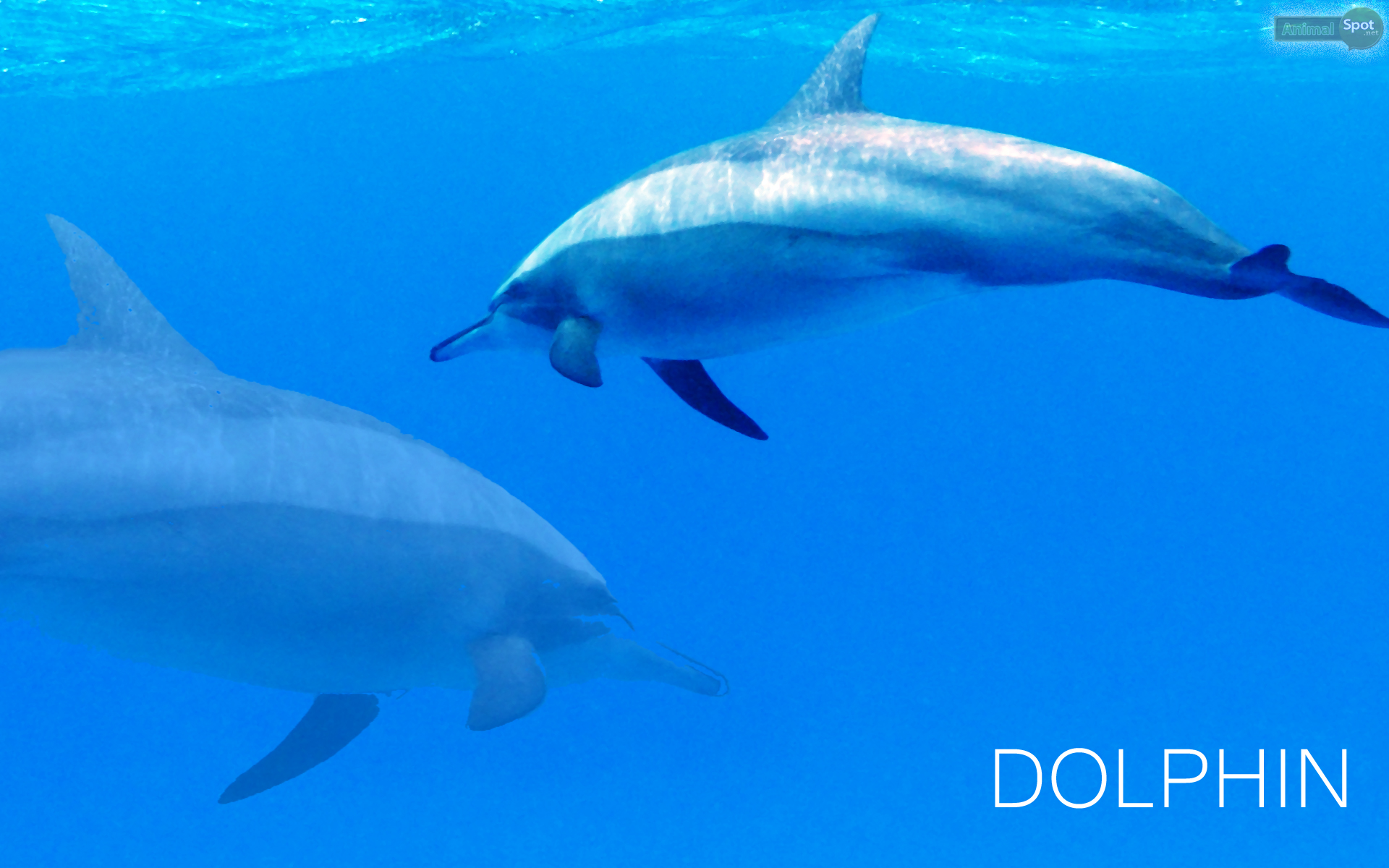 Dolphin Desktop Wallpapers