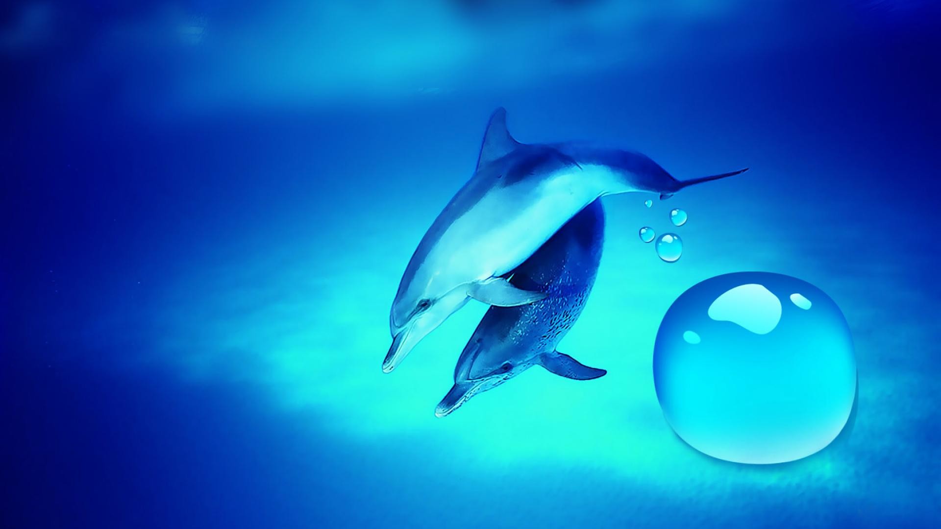 Dolphin Desktop Wallpapers