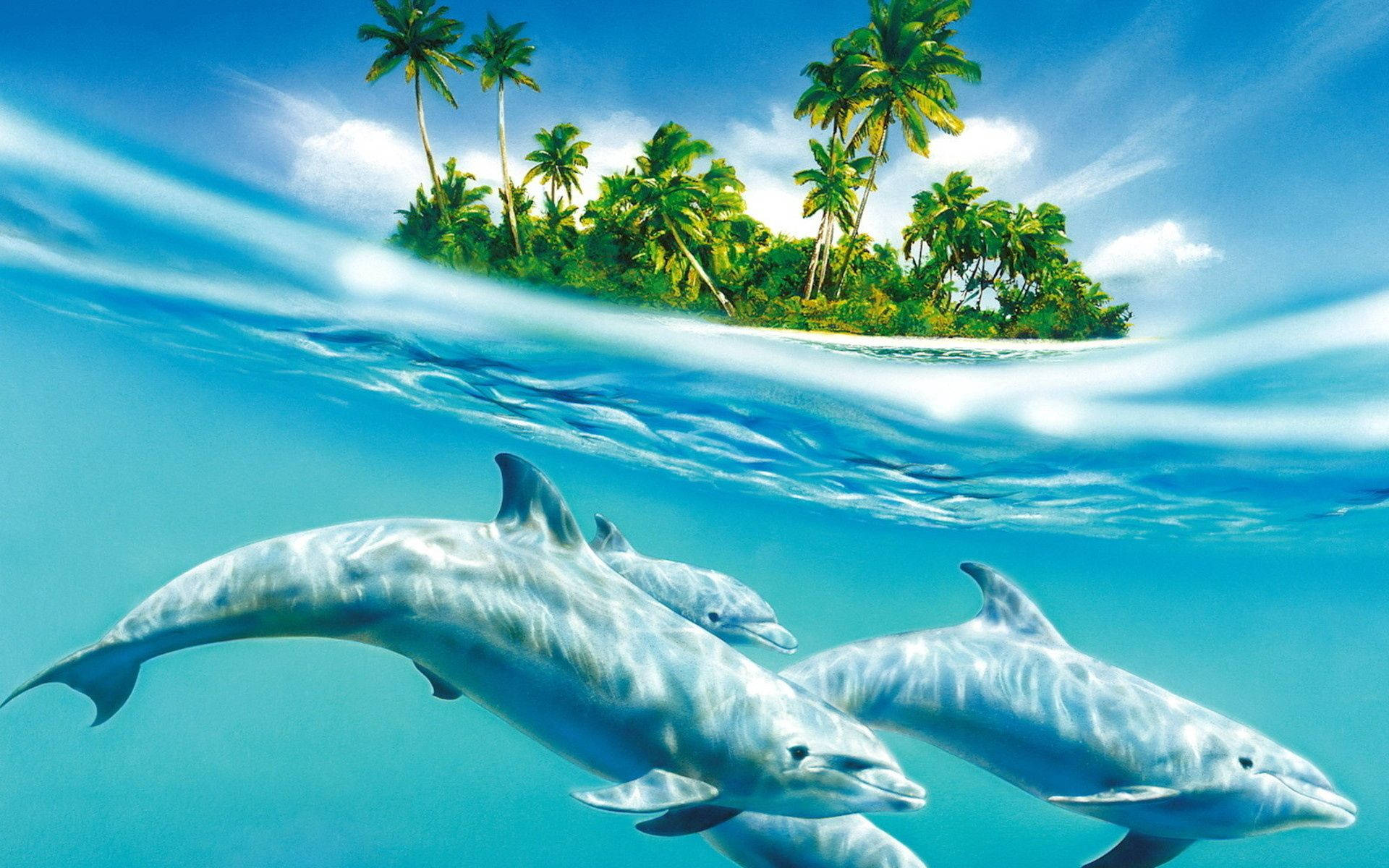 Dolphin Desktop Wallpapers