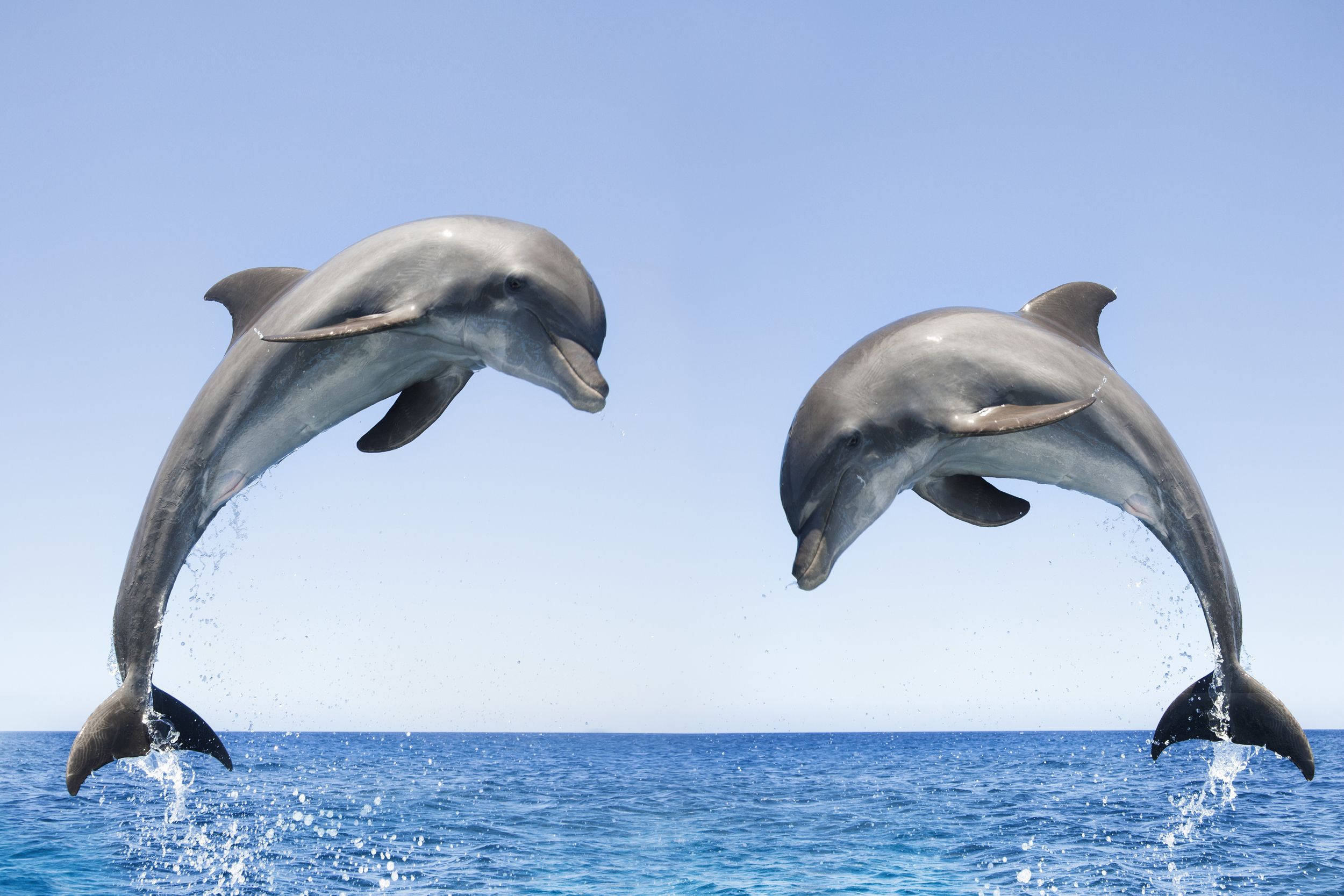 Dolphin Desktop Wallpapers