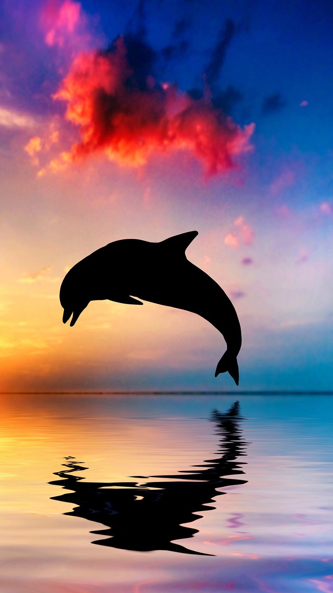 Dolphin For Iphone Wallpapers