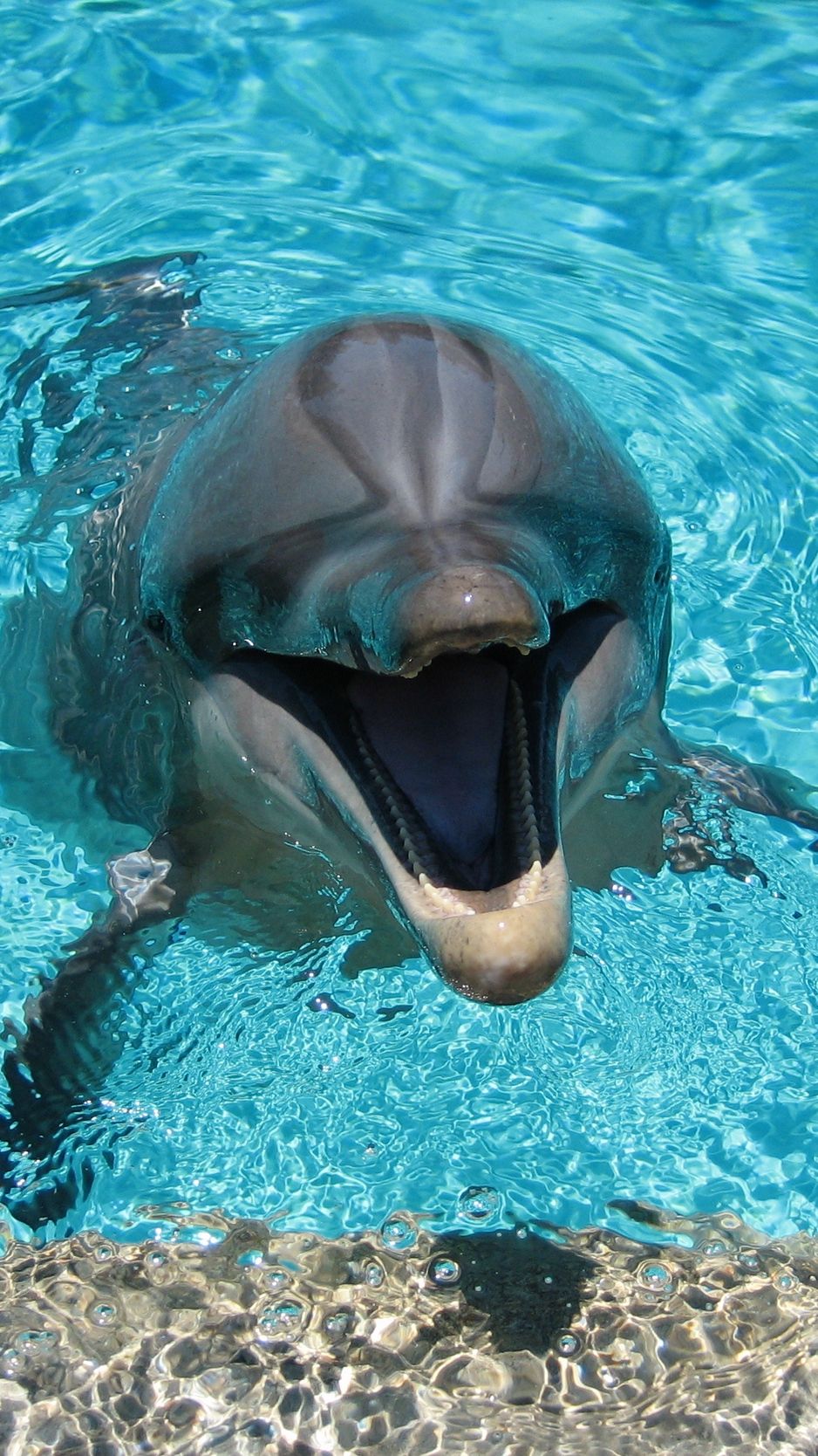 Dolphin For Iphone Wallpapers