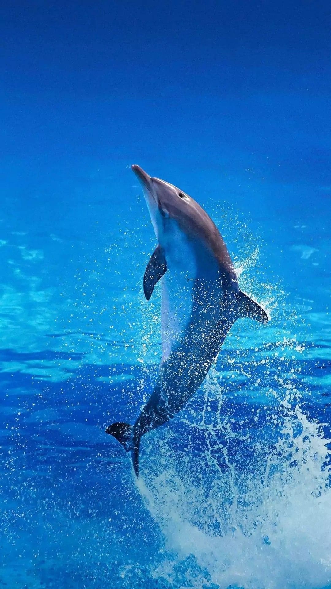 Dolphin For Iphone Wallpapers