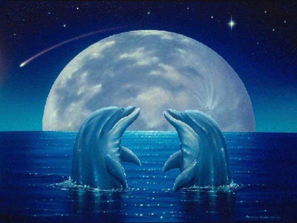Dolphin Heart Wallpapers
