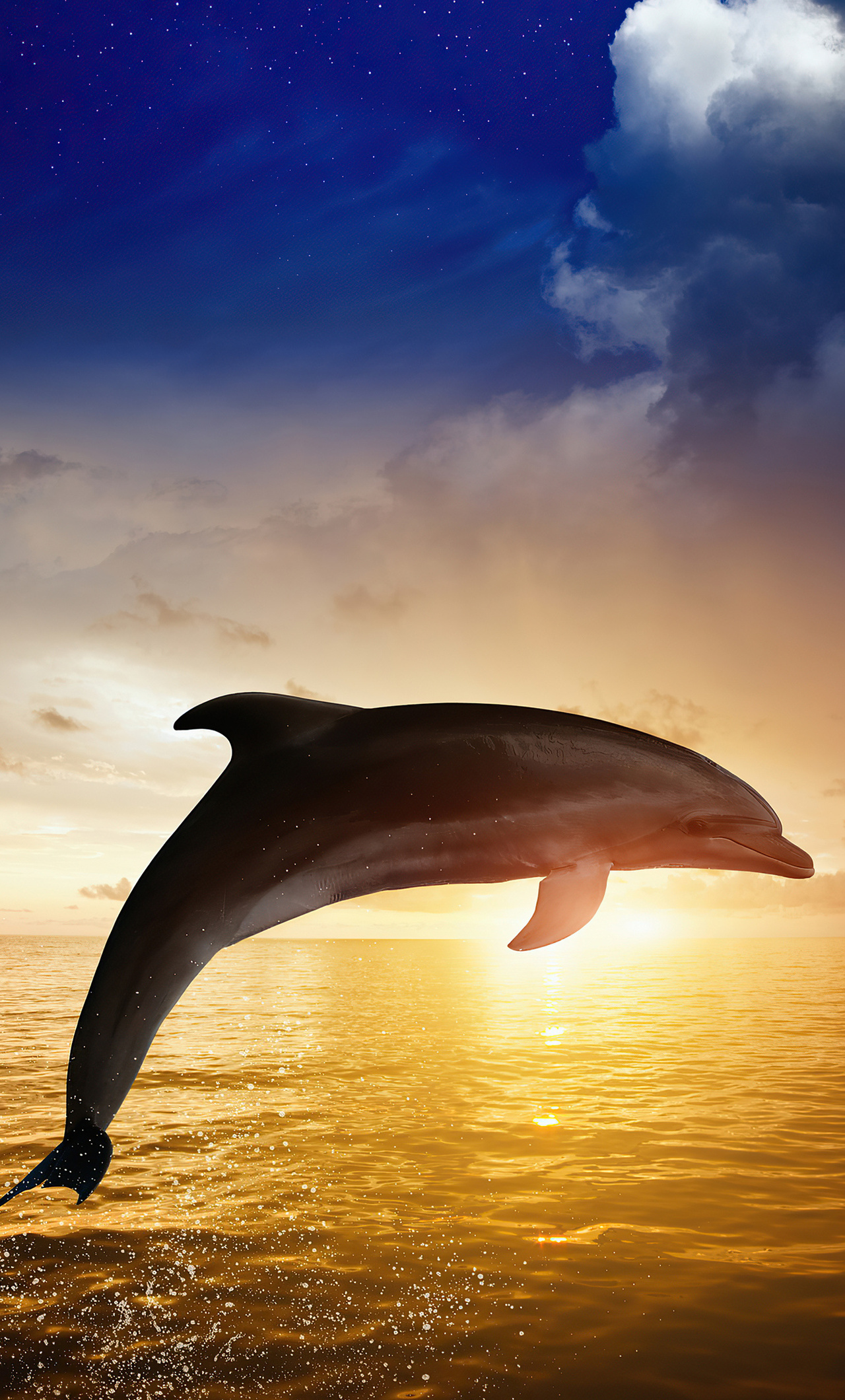 Dolphin Iphone Wallpapers